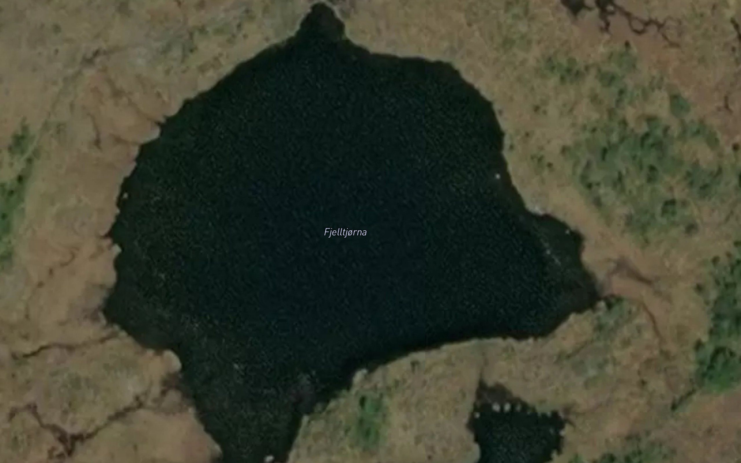 Fjelltjorna