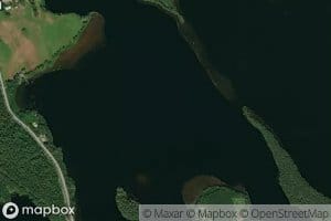 Vitikkaselka