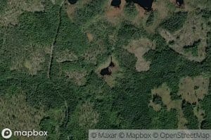 Bjorntjernet
