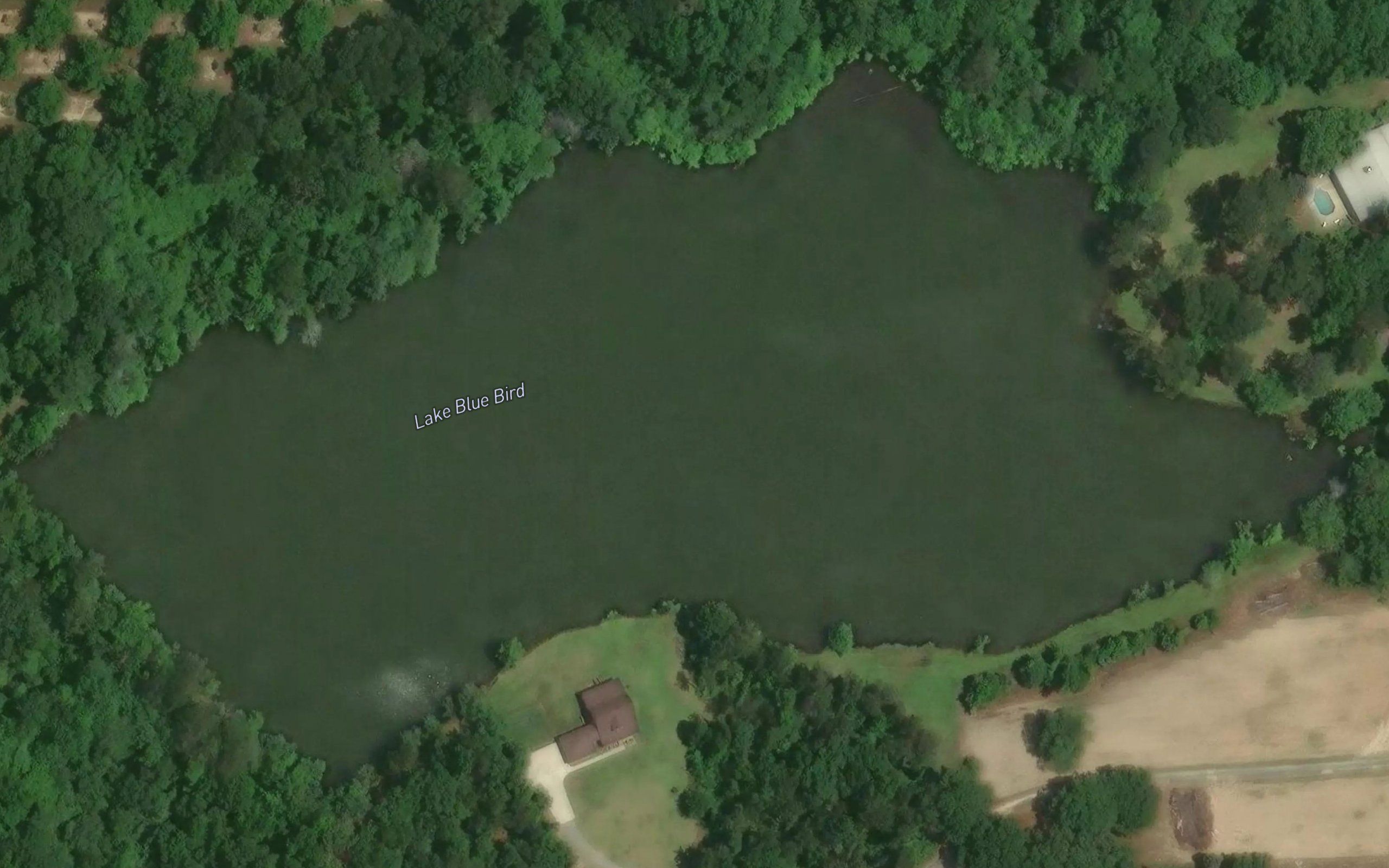 Lake Blue Bird