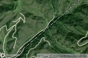 Locust Thicket