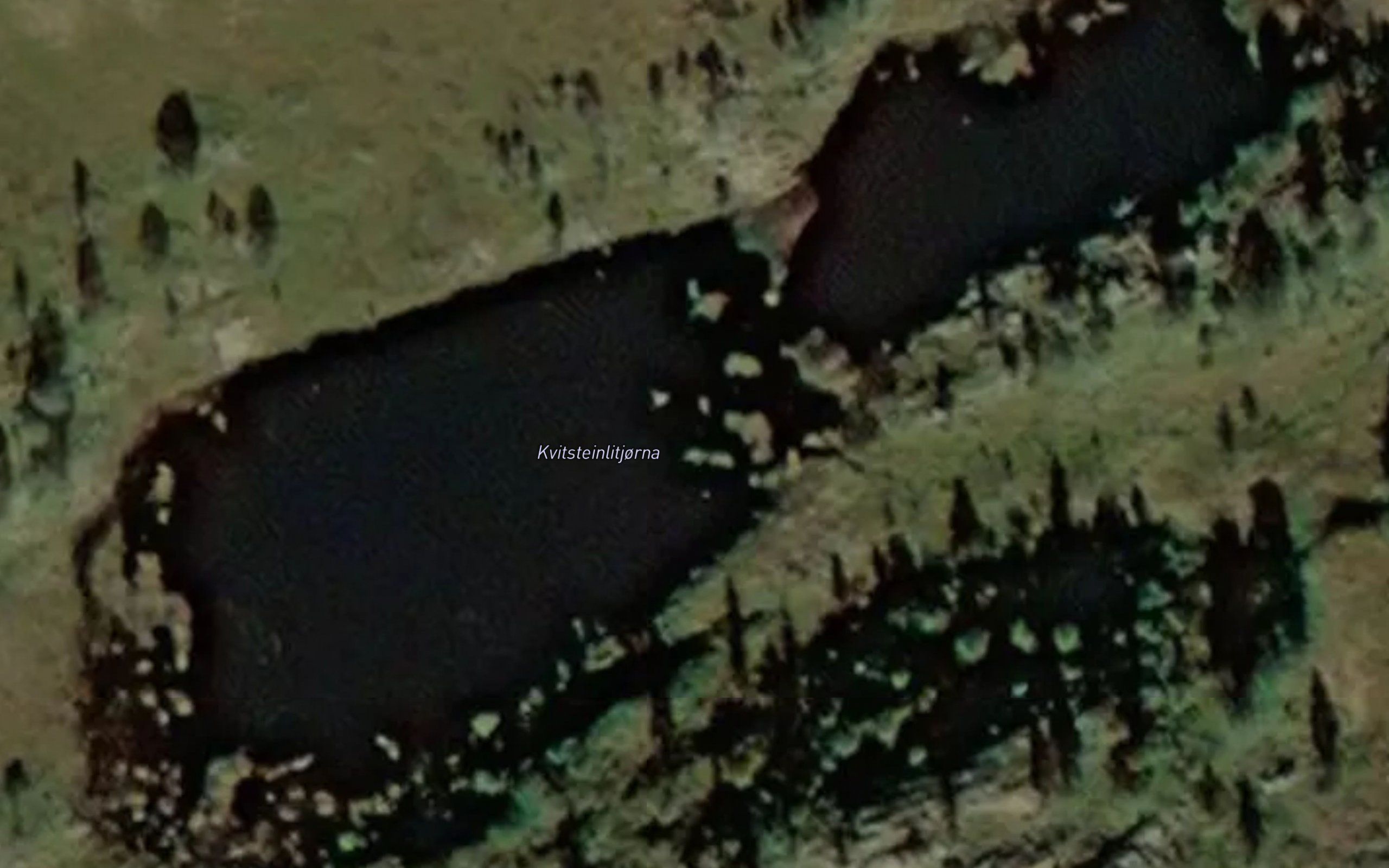 Kvitsteinlitjorna