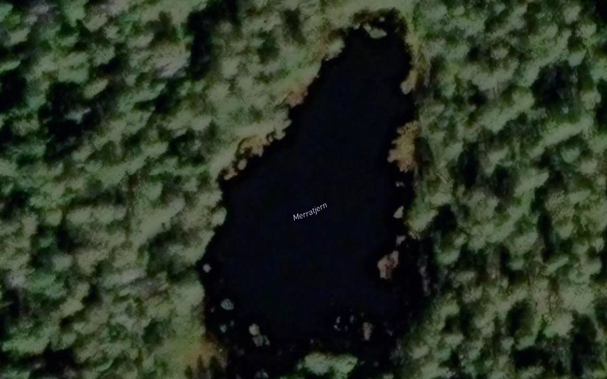 Merratjern