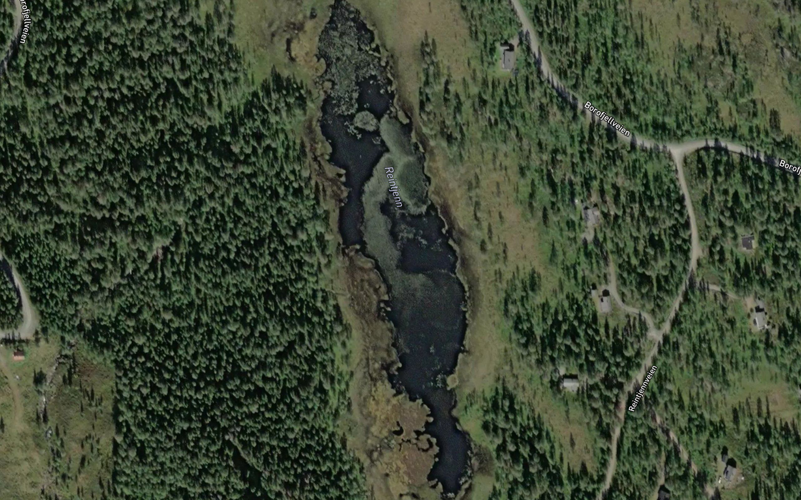 Reintjernet