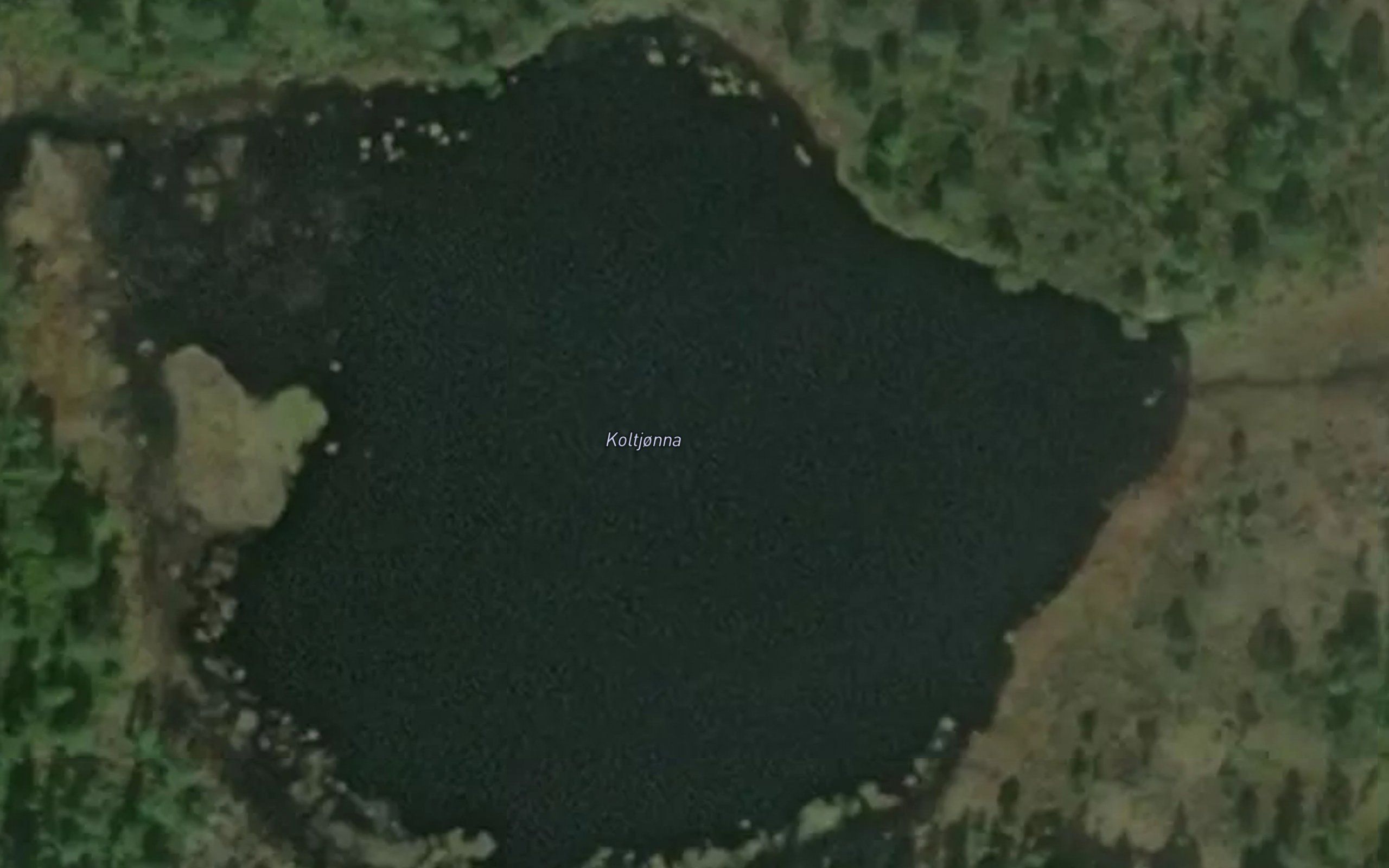 Koltjorna