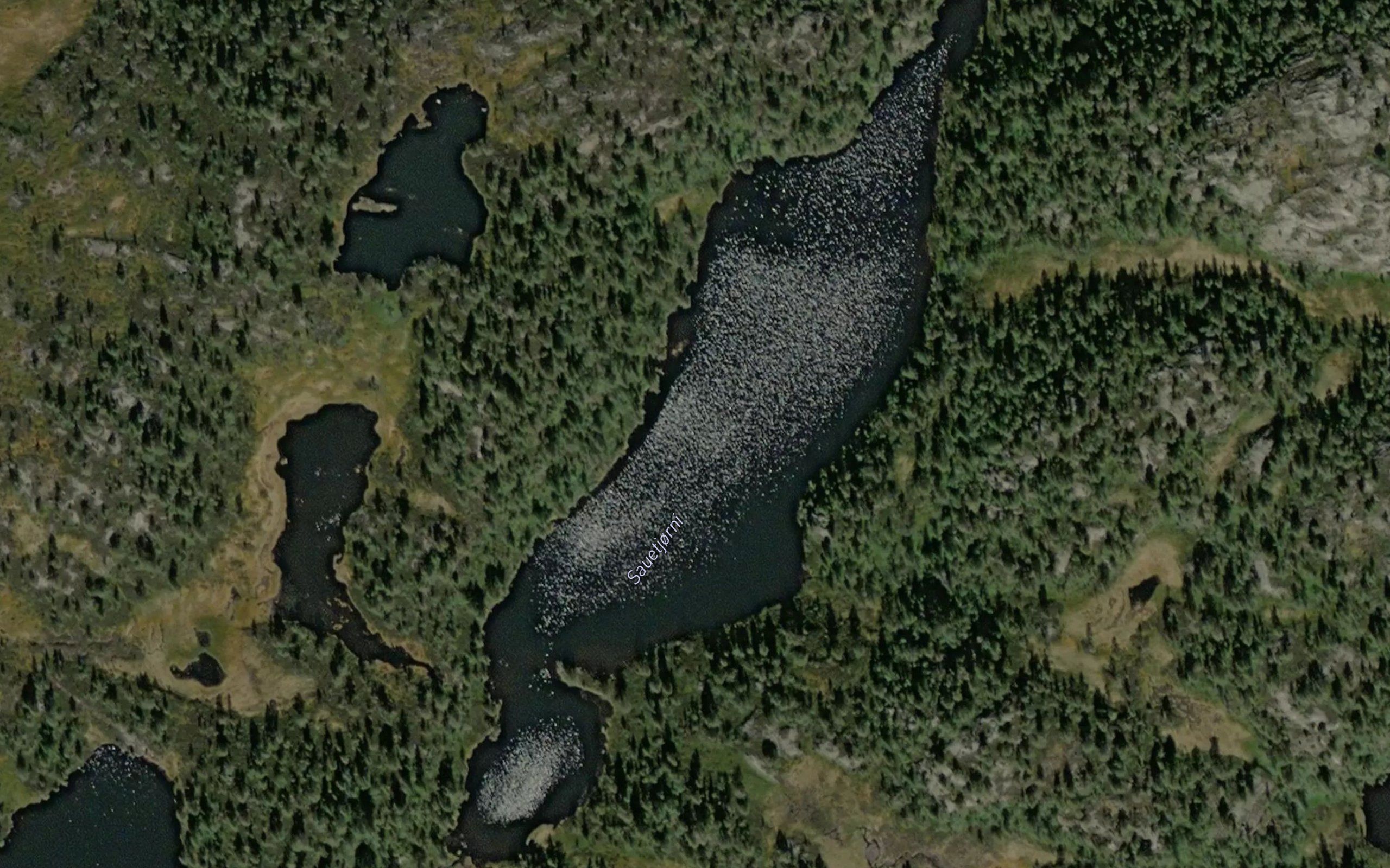 Sauetjorni
