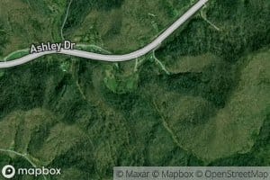 Dog Fork