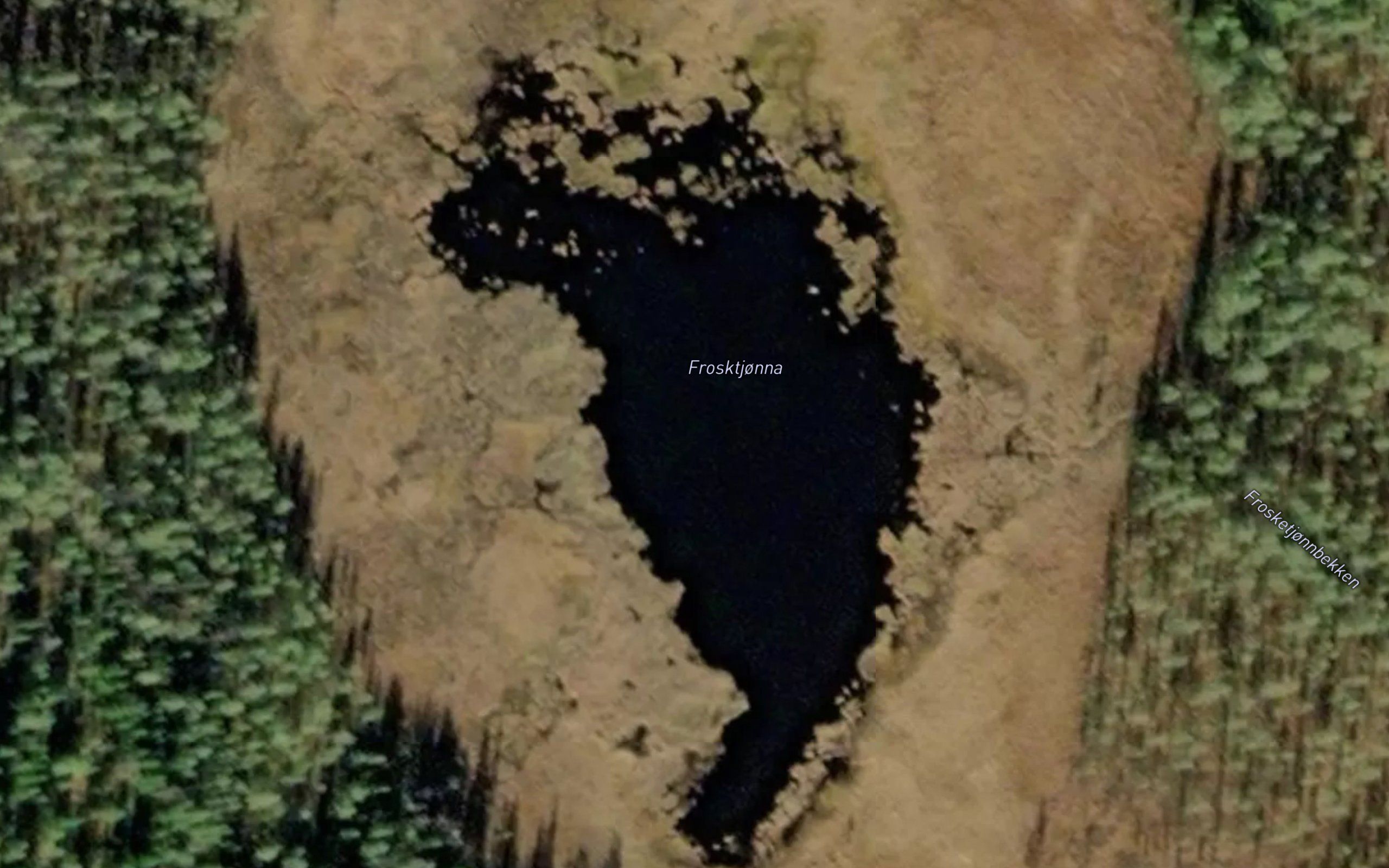 Frosktjorn