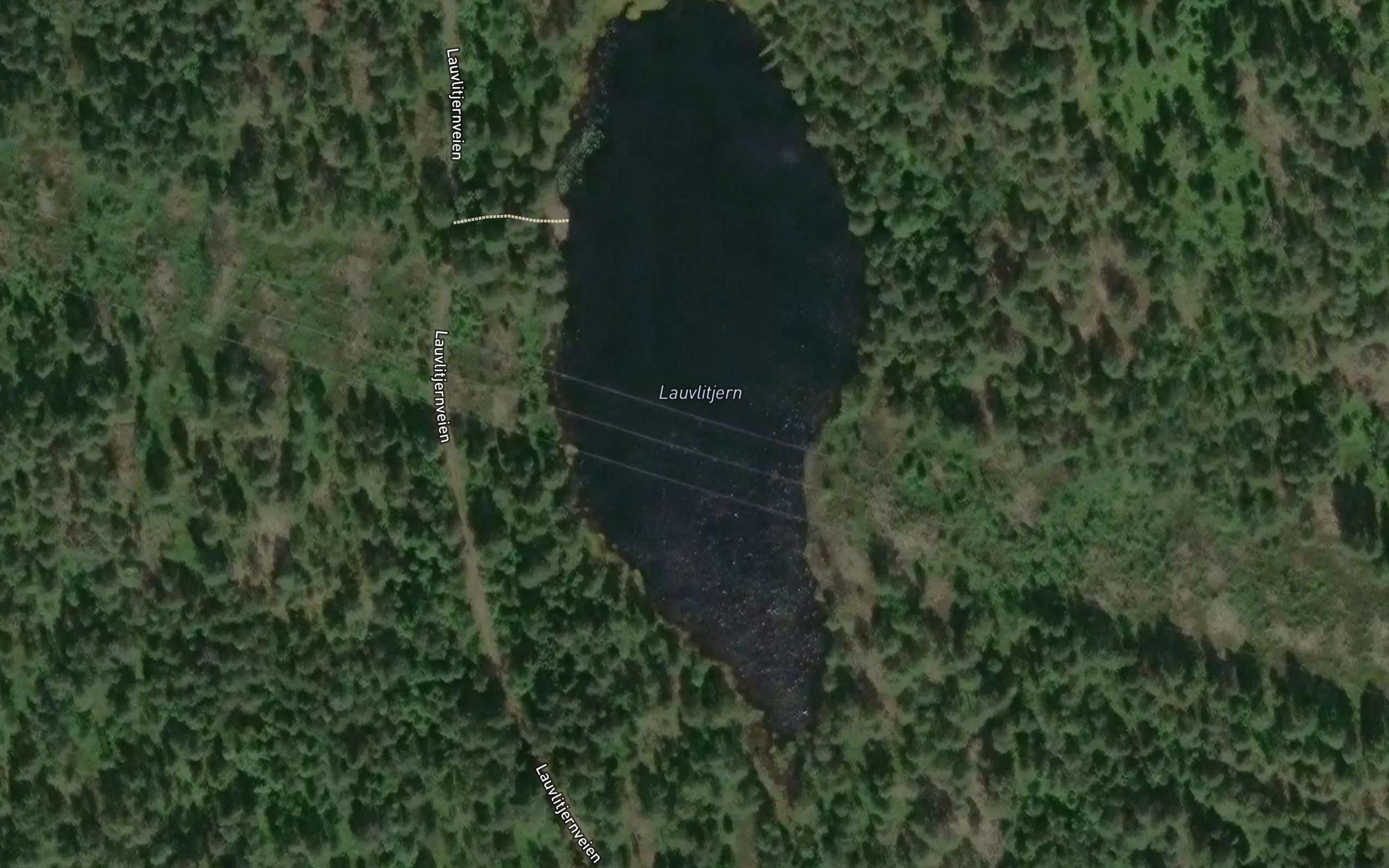 Lauvlitjern