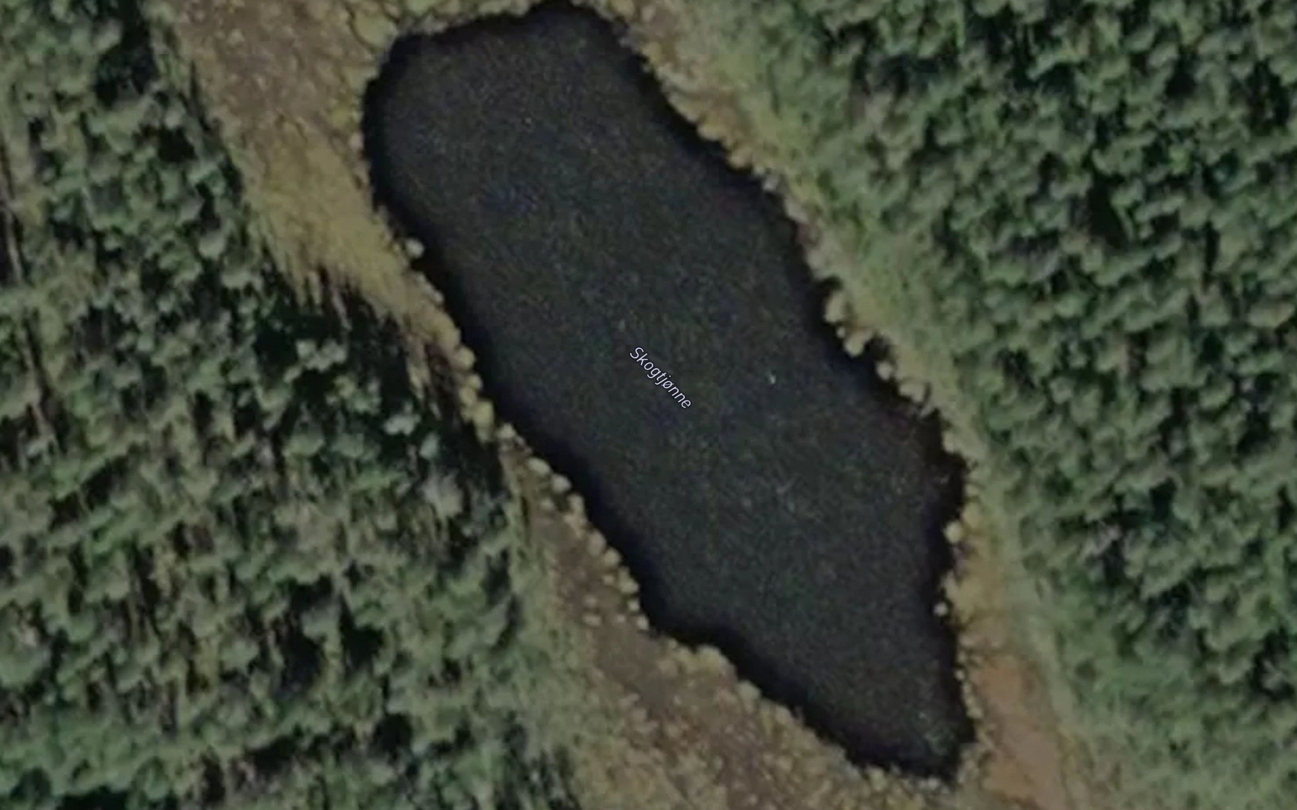 Skogtjonne
