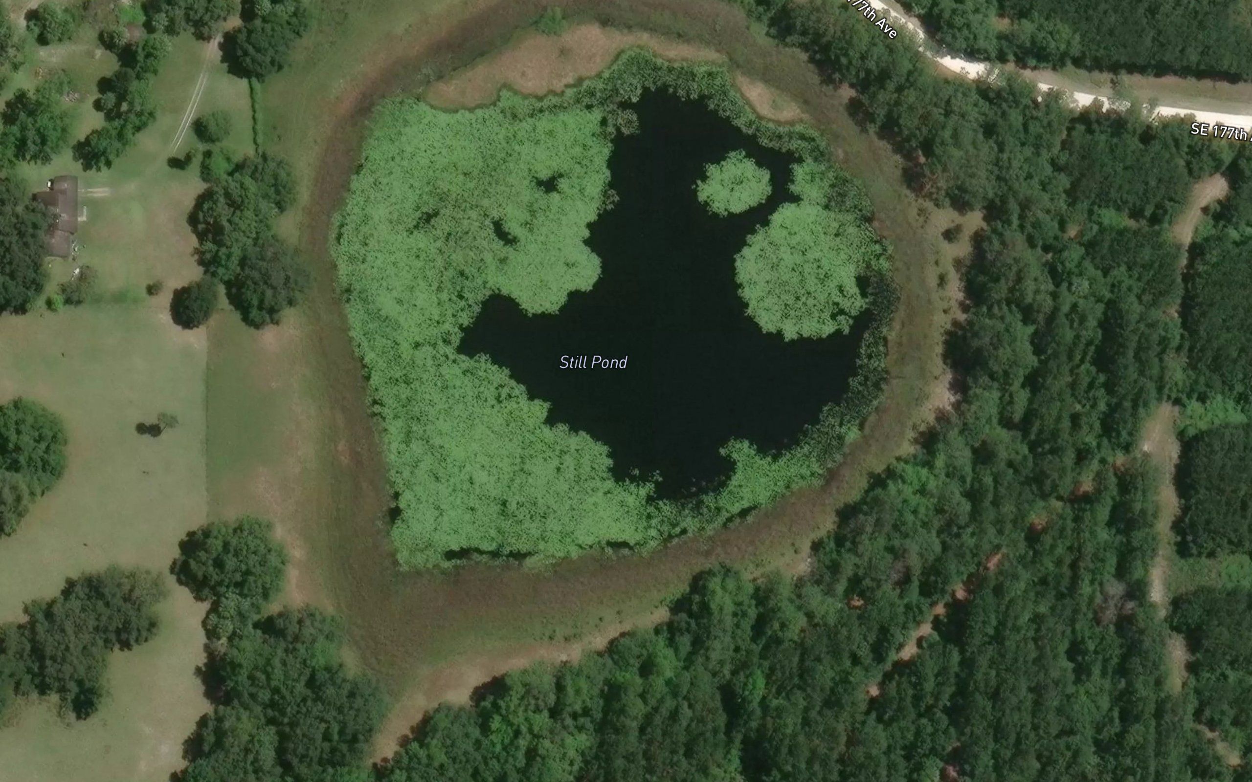 Still Pond