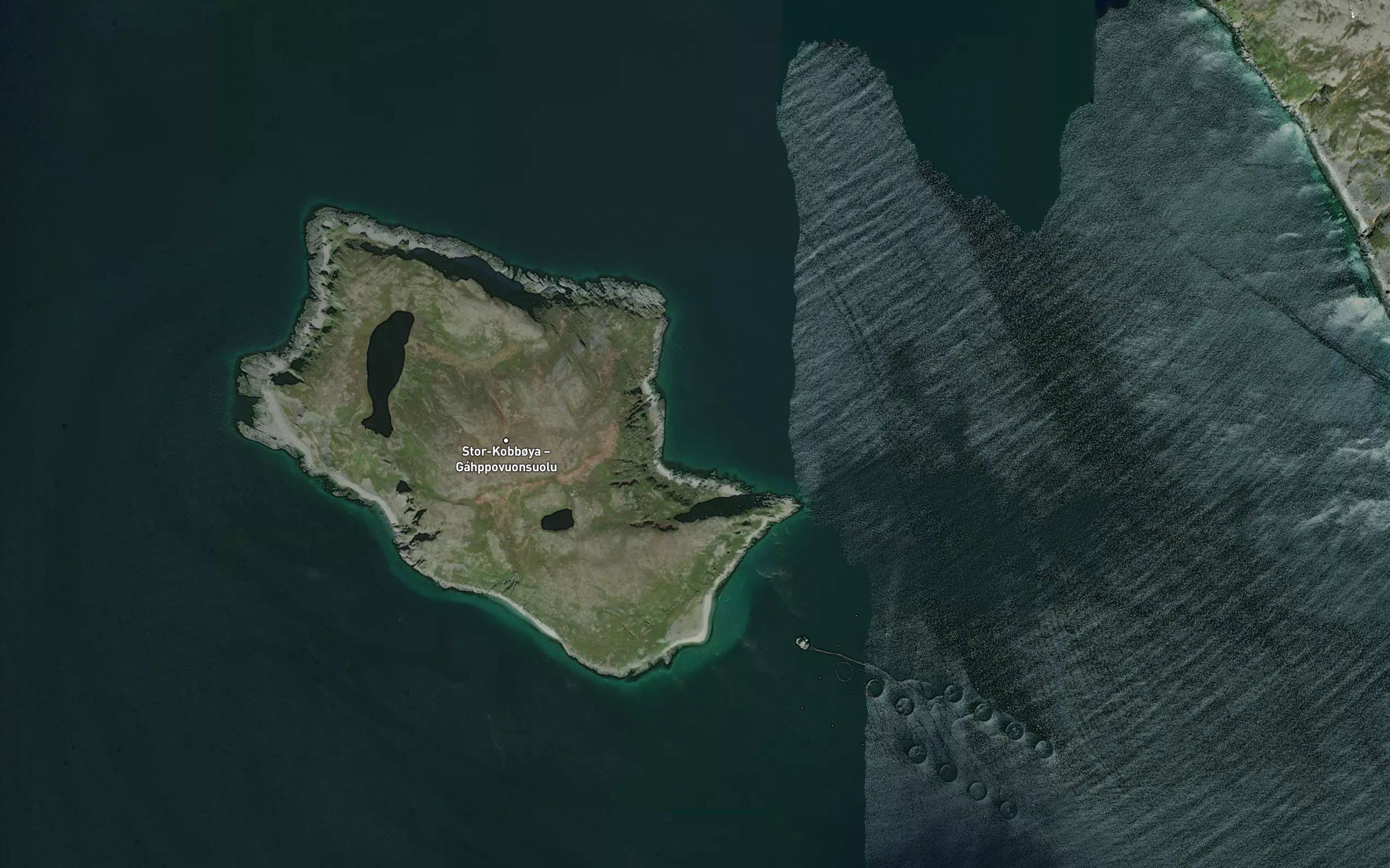 Kobbevika