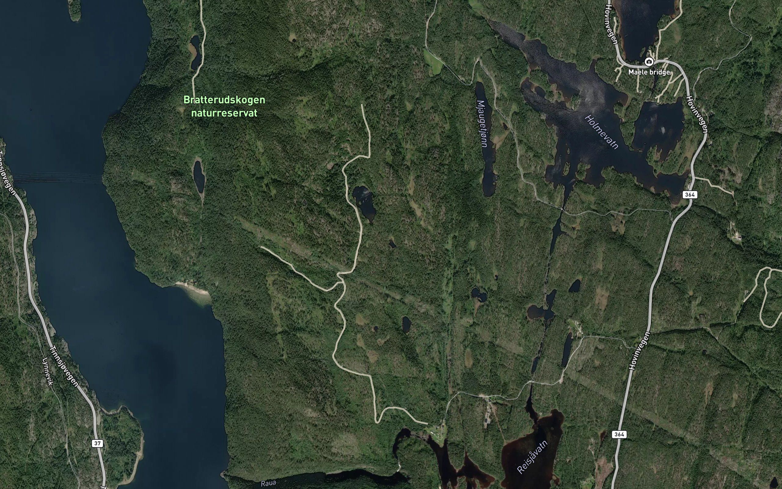 Midttjorn