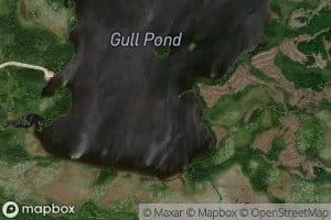 Gull Pond