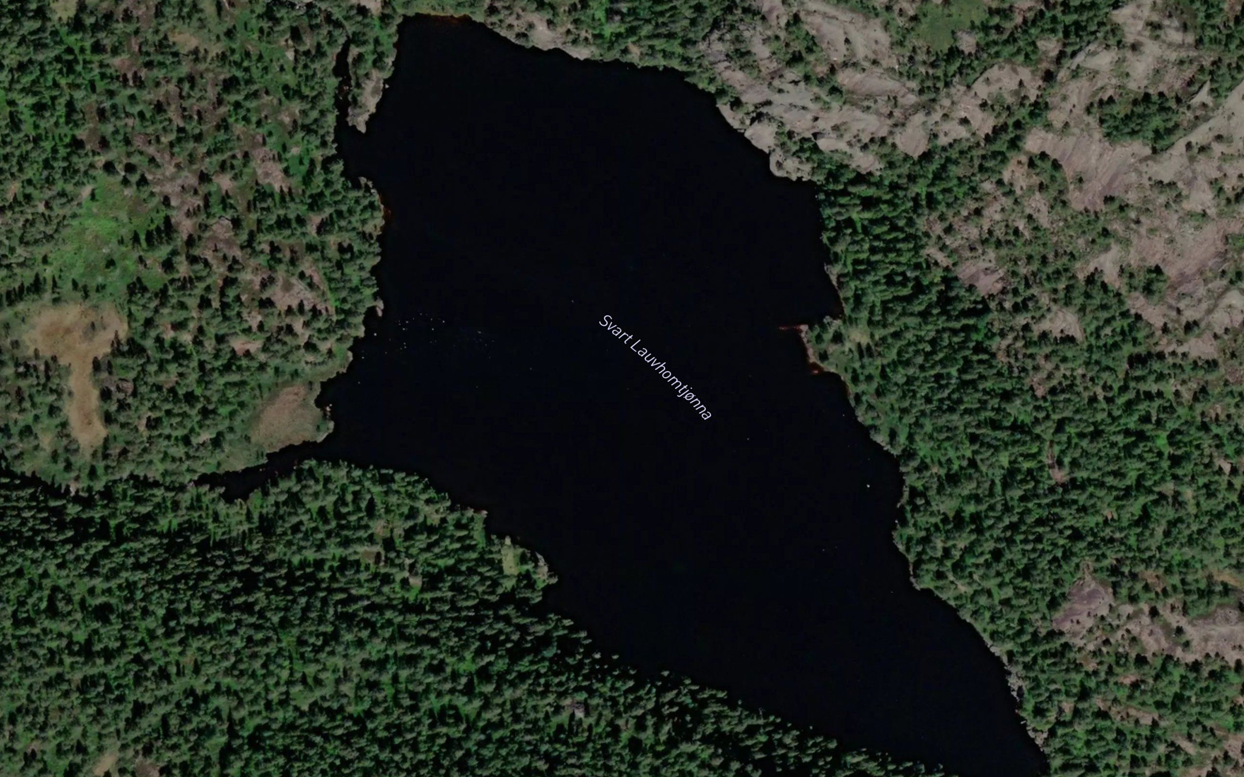 Svart Lauvhomtjonna