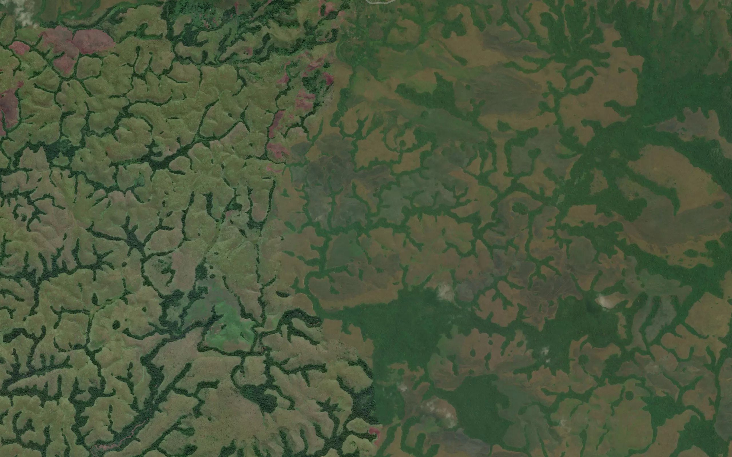 Tucingi