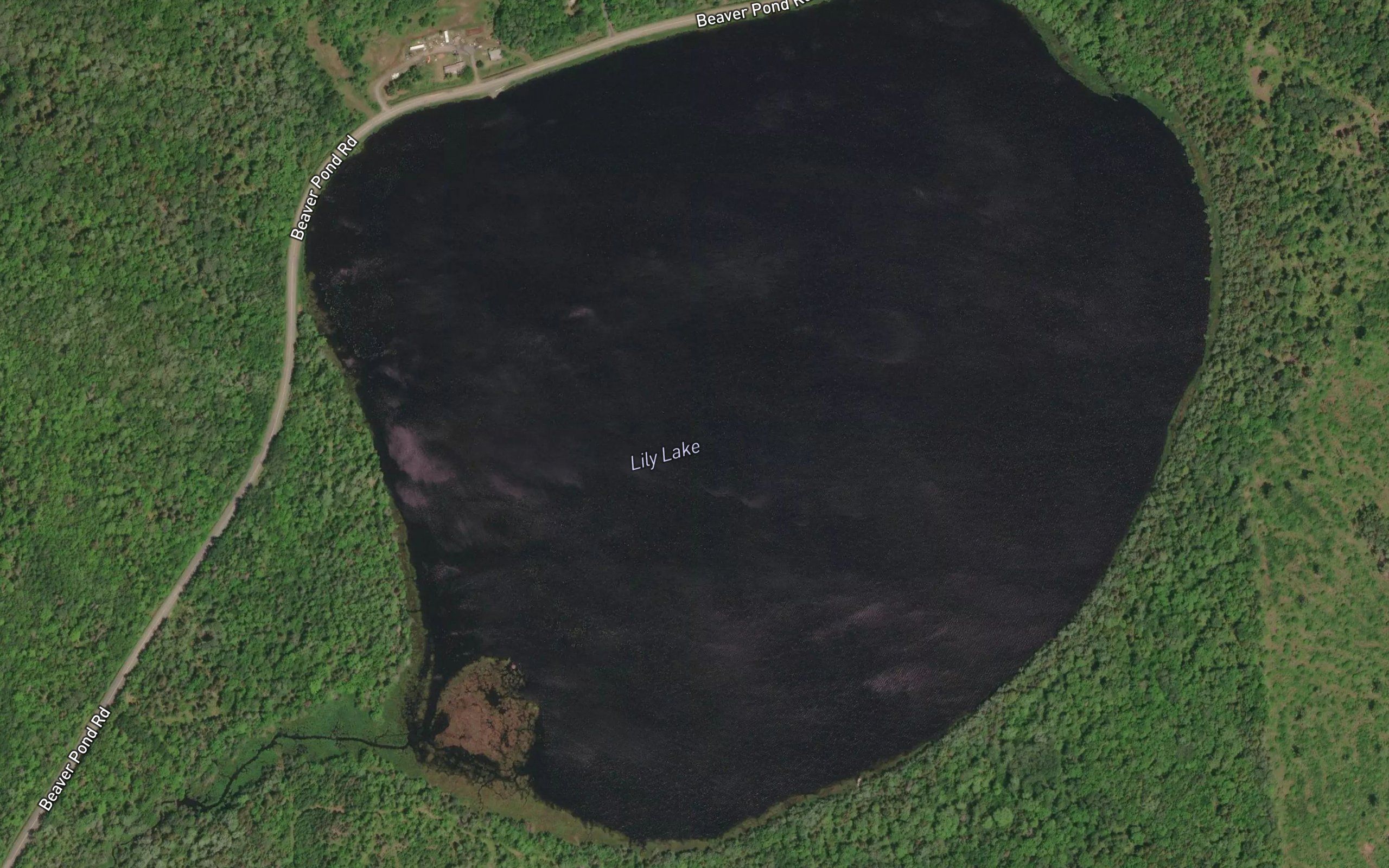 Lily Lake