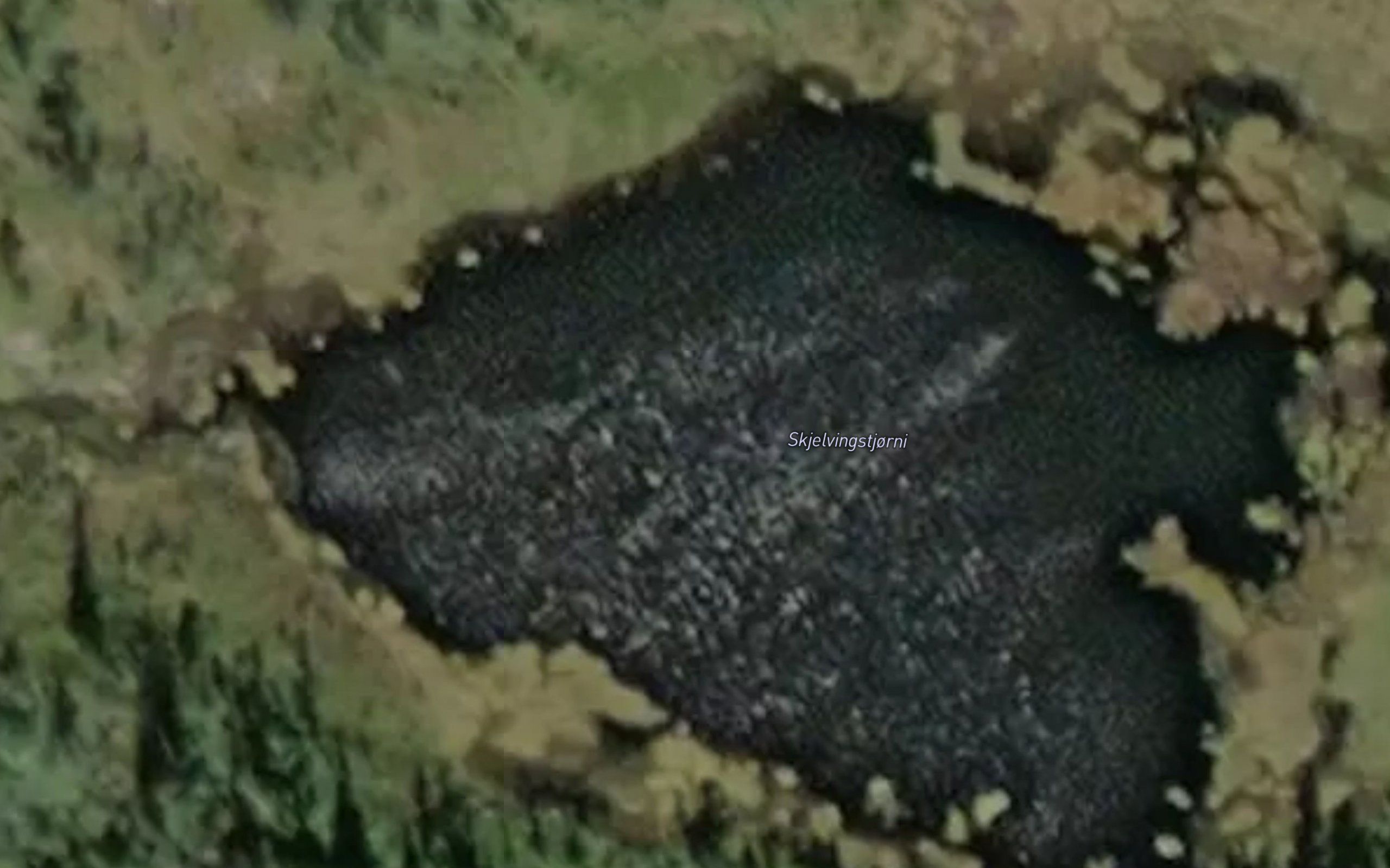 Skjevlingtjorni