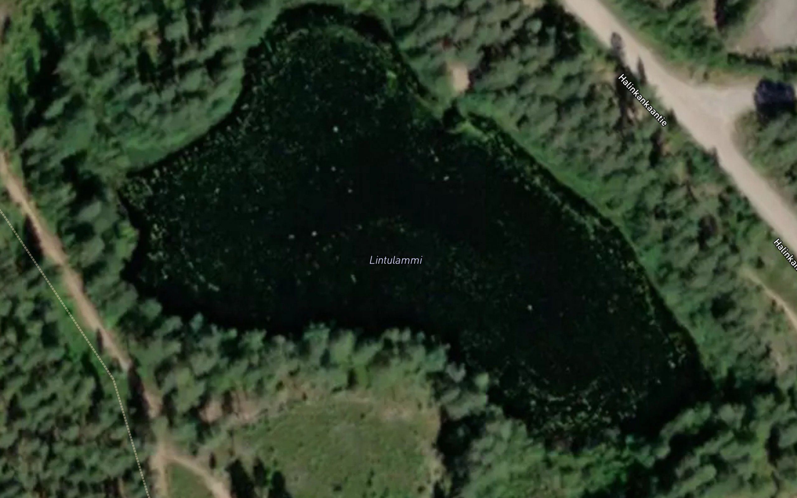 Lintulammi