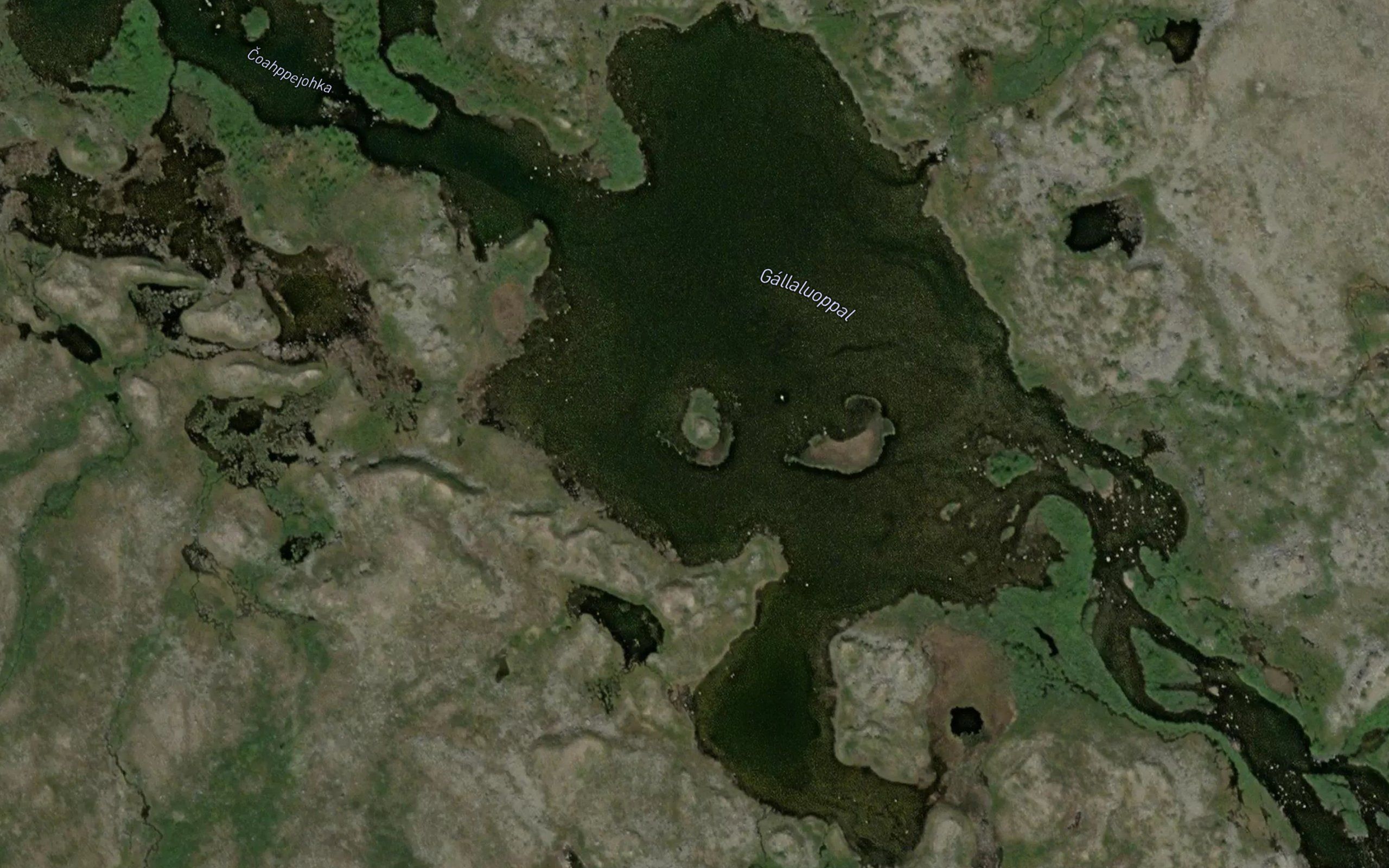 Gallaluoppal