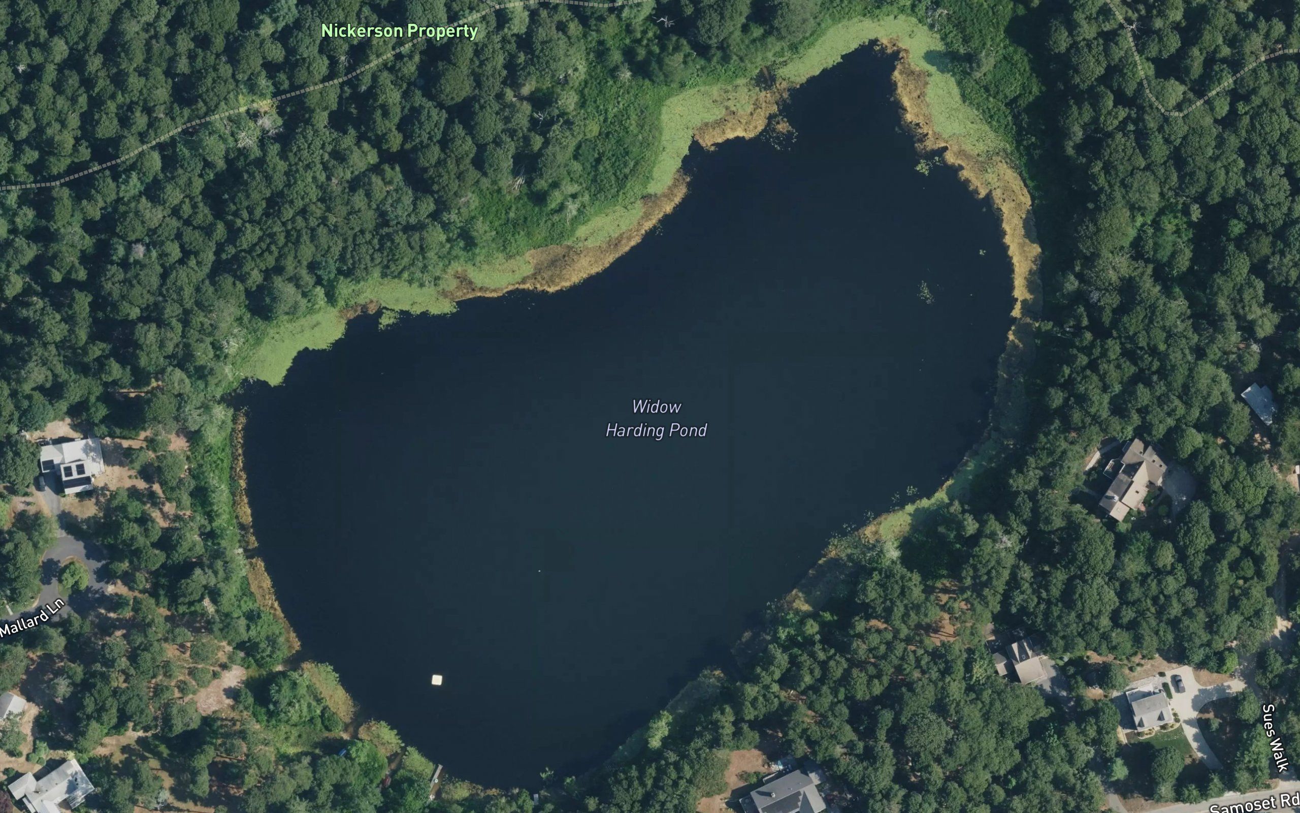 Widow Harding Pond