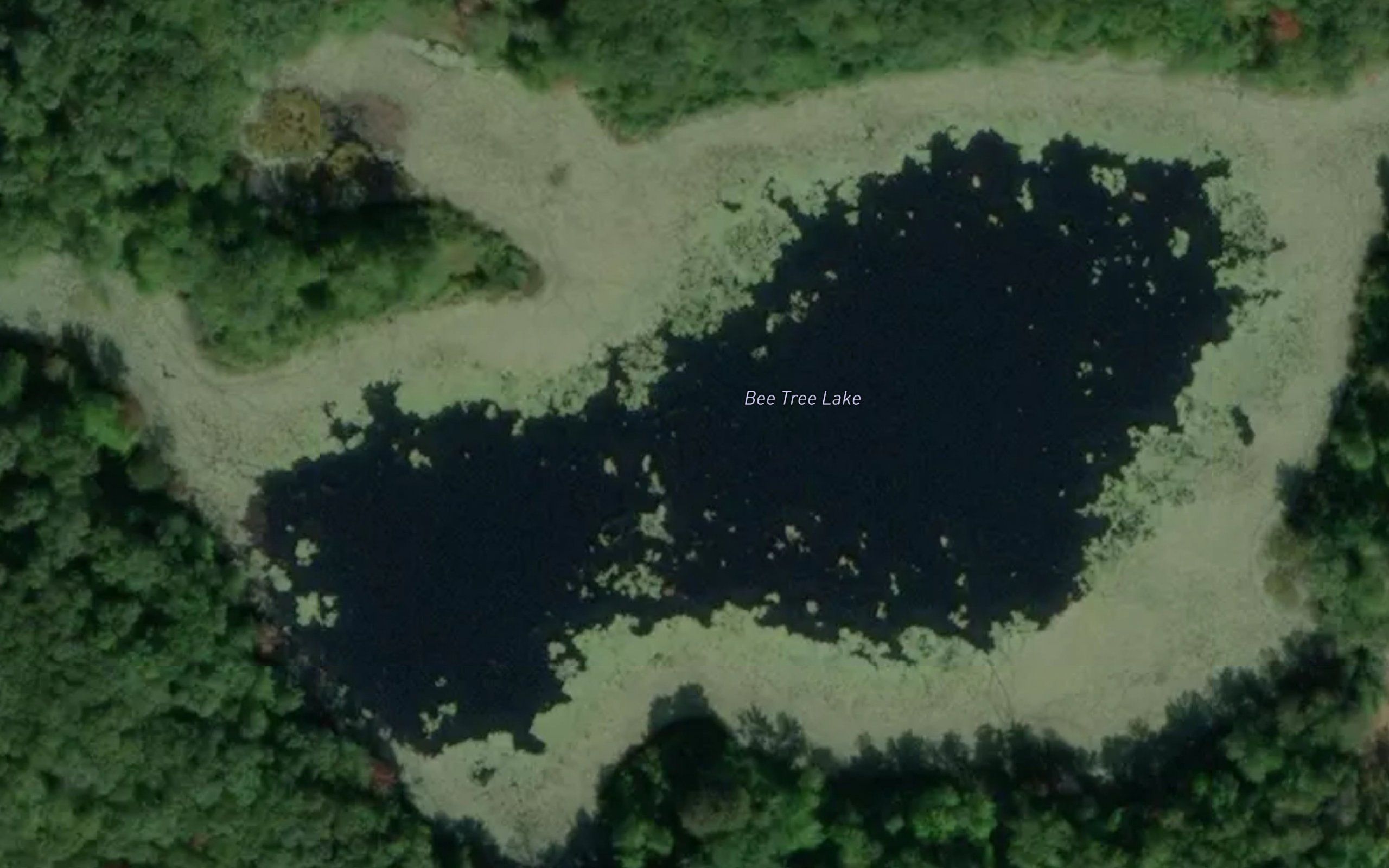 Bee Tree Lake