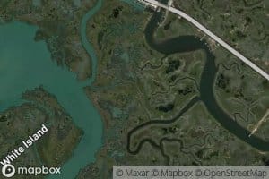 Little Scotch Bonnet