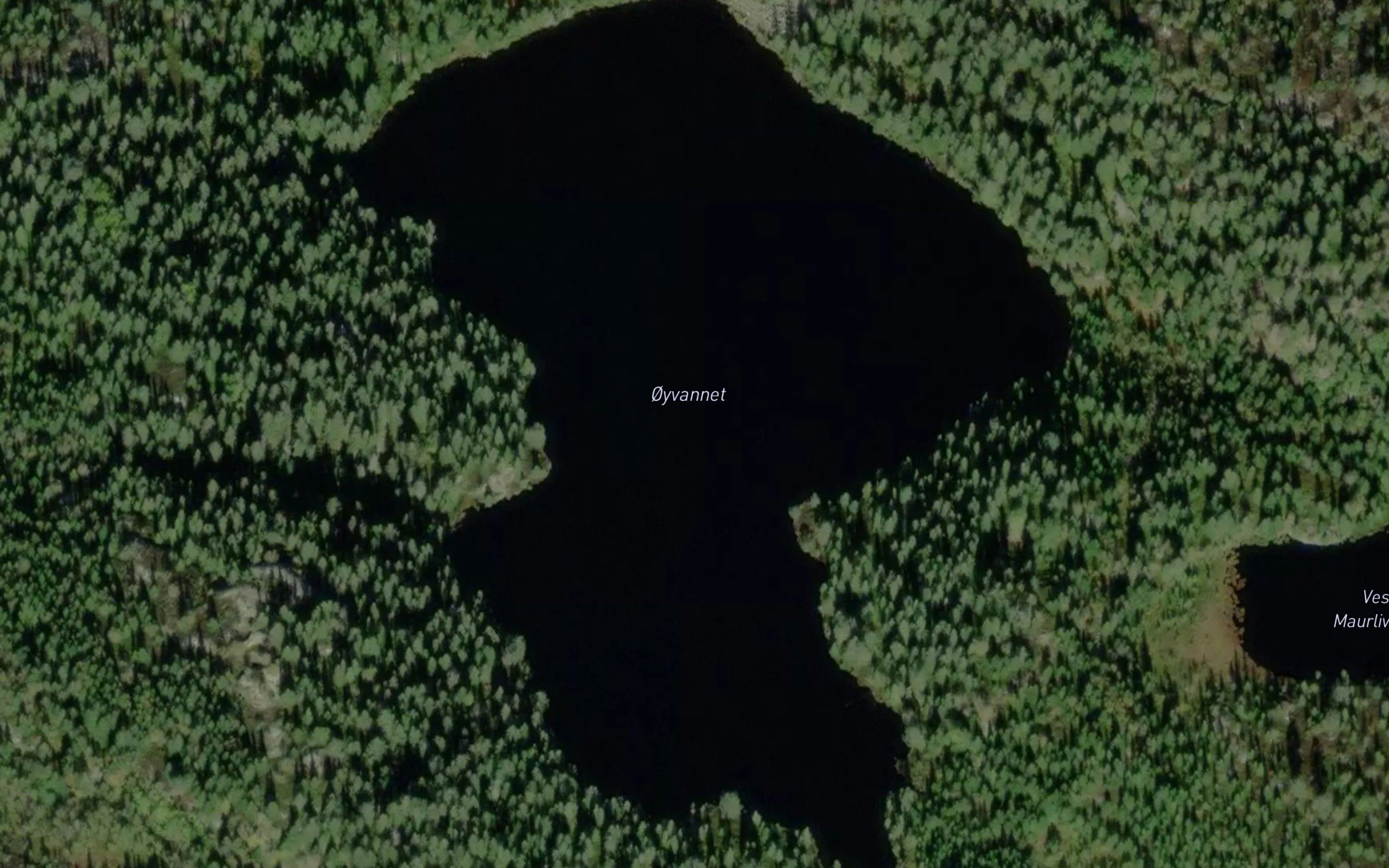 Oyvannet