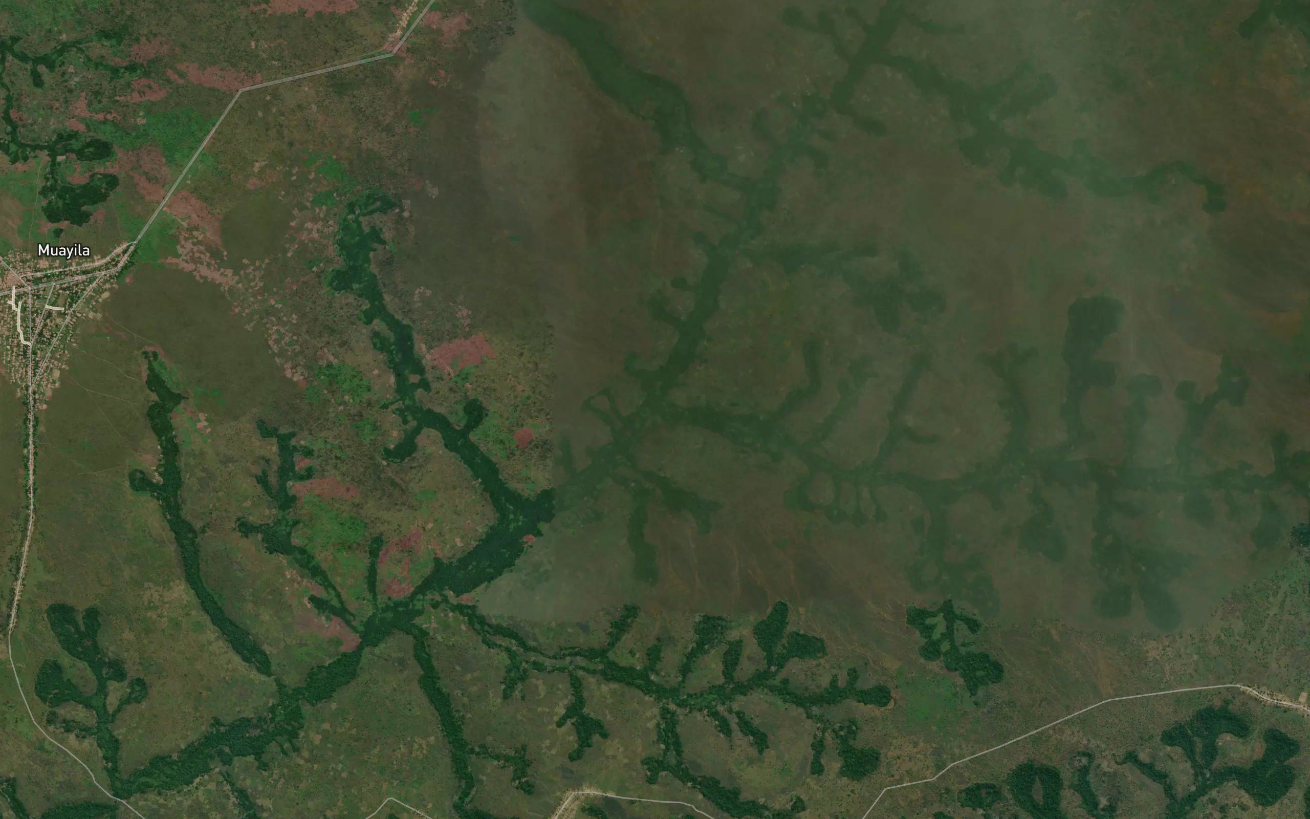 Shamba