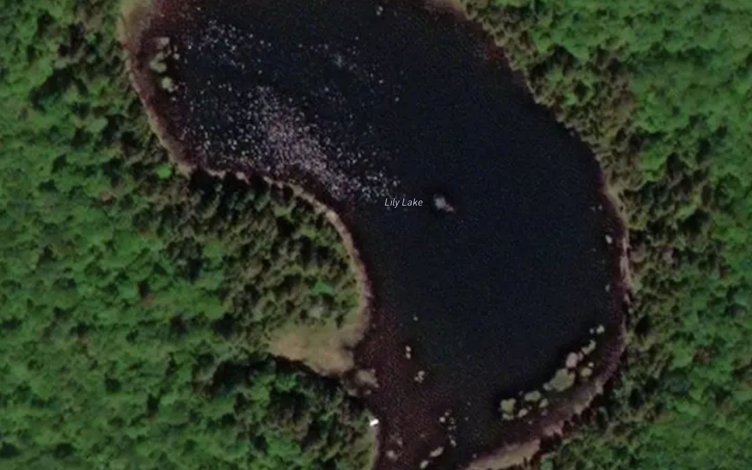 Lily Lake