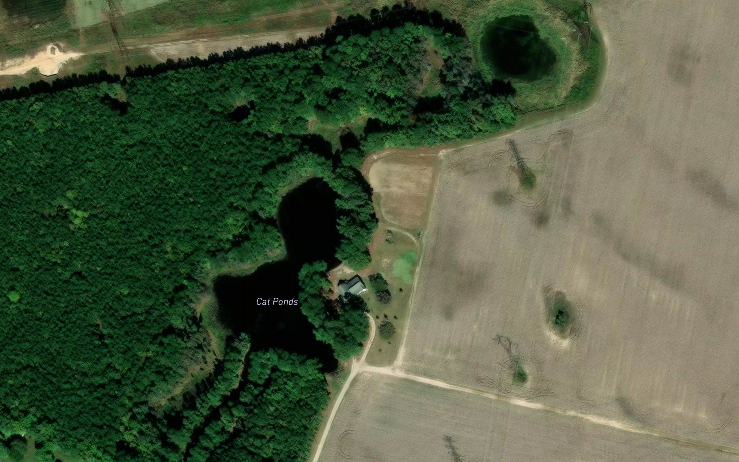 Cat Ponds