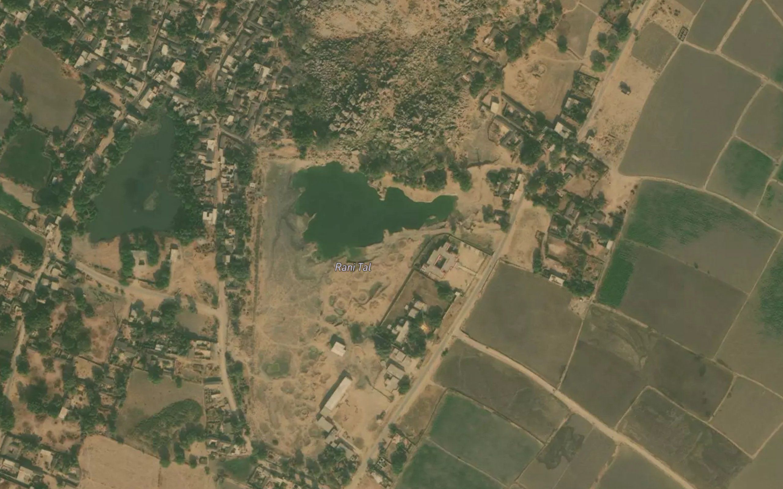 Rani Tal