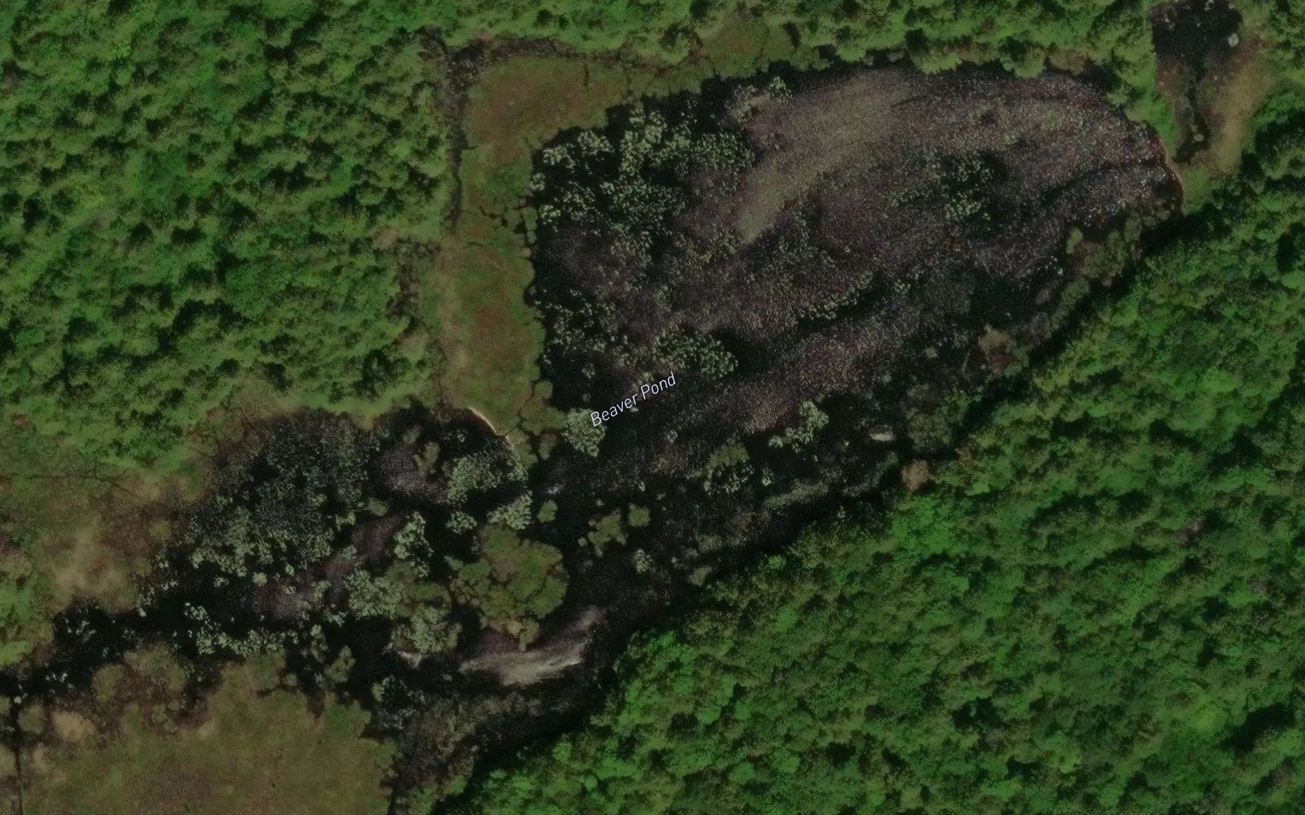 Beaver Pond