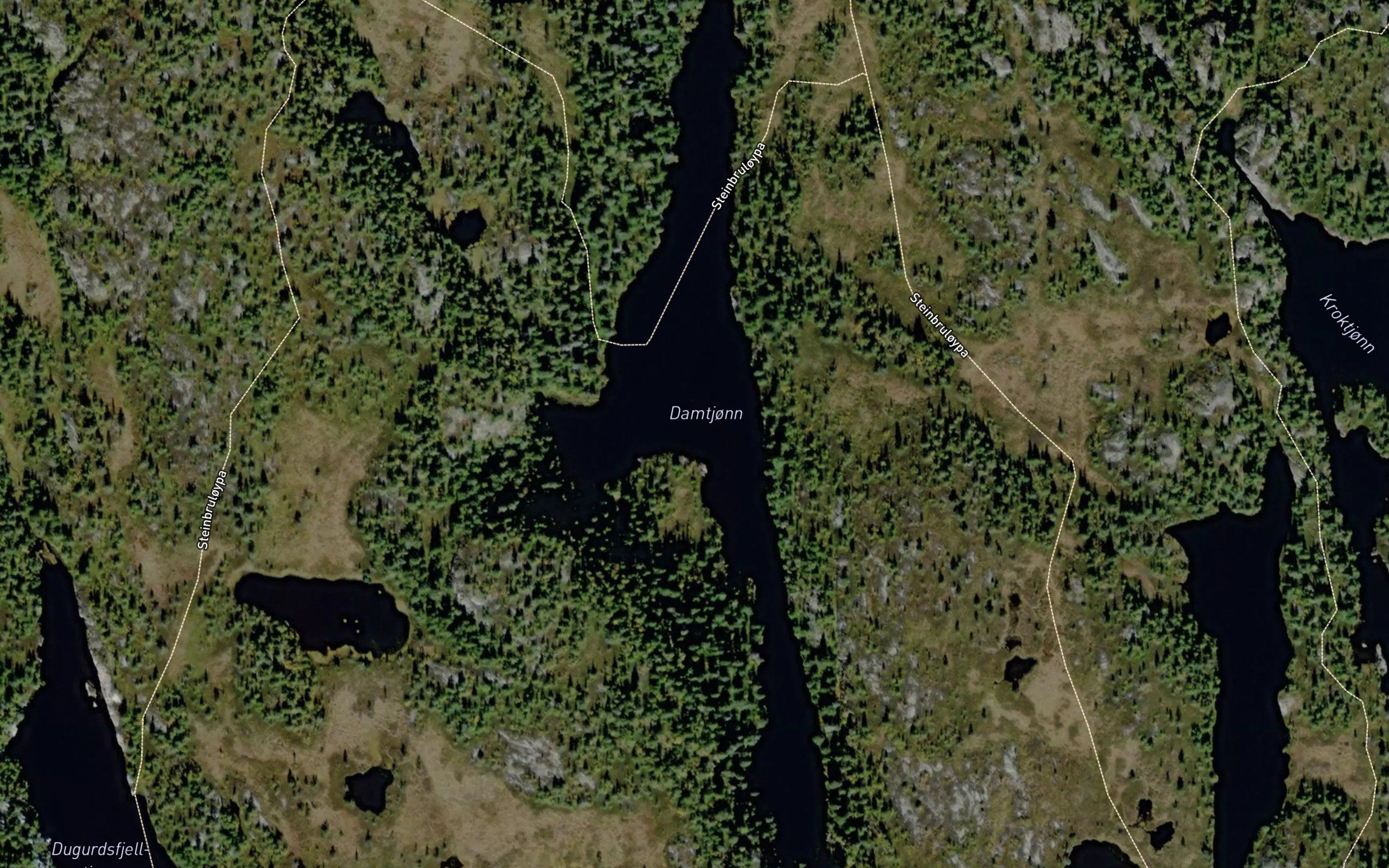 Damtjorn
