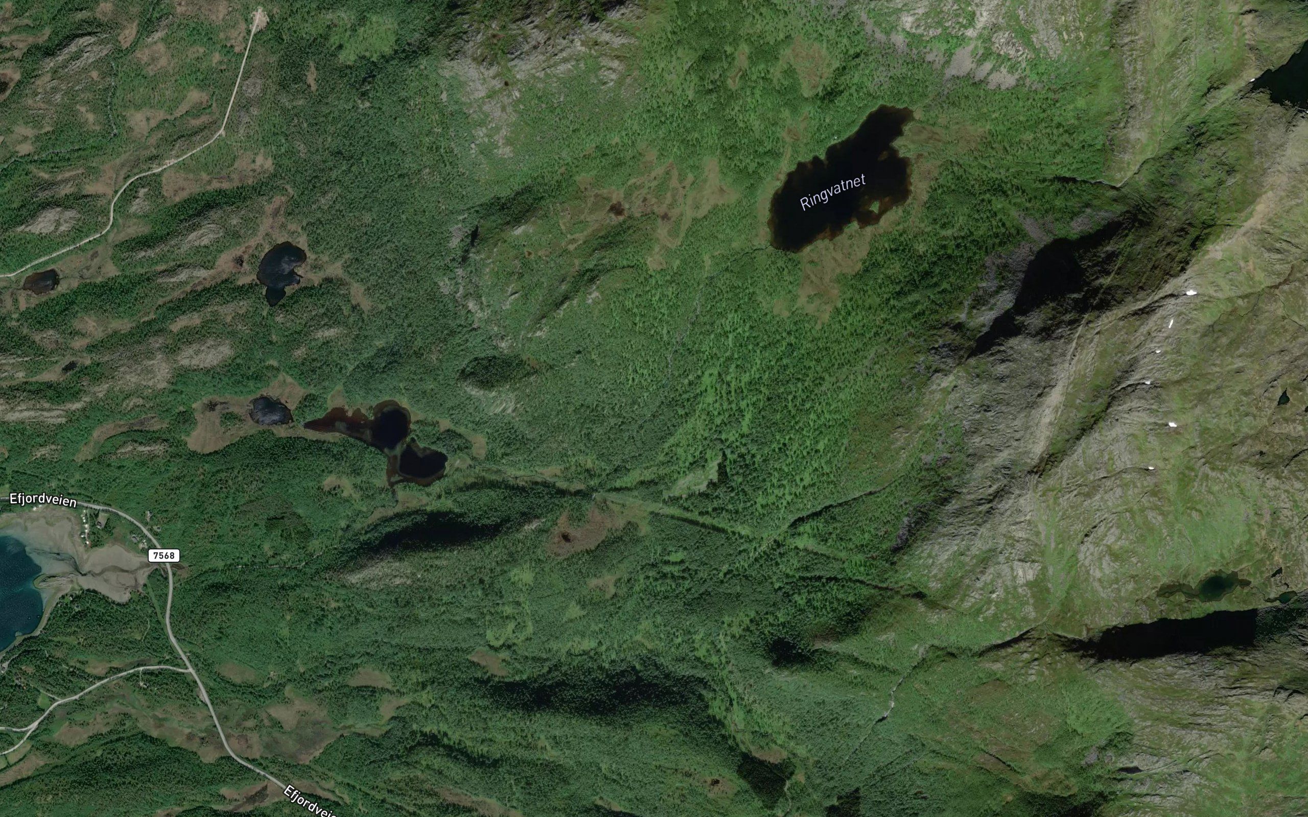 Langvagelva