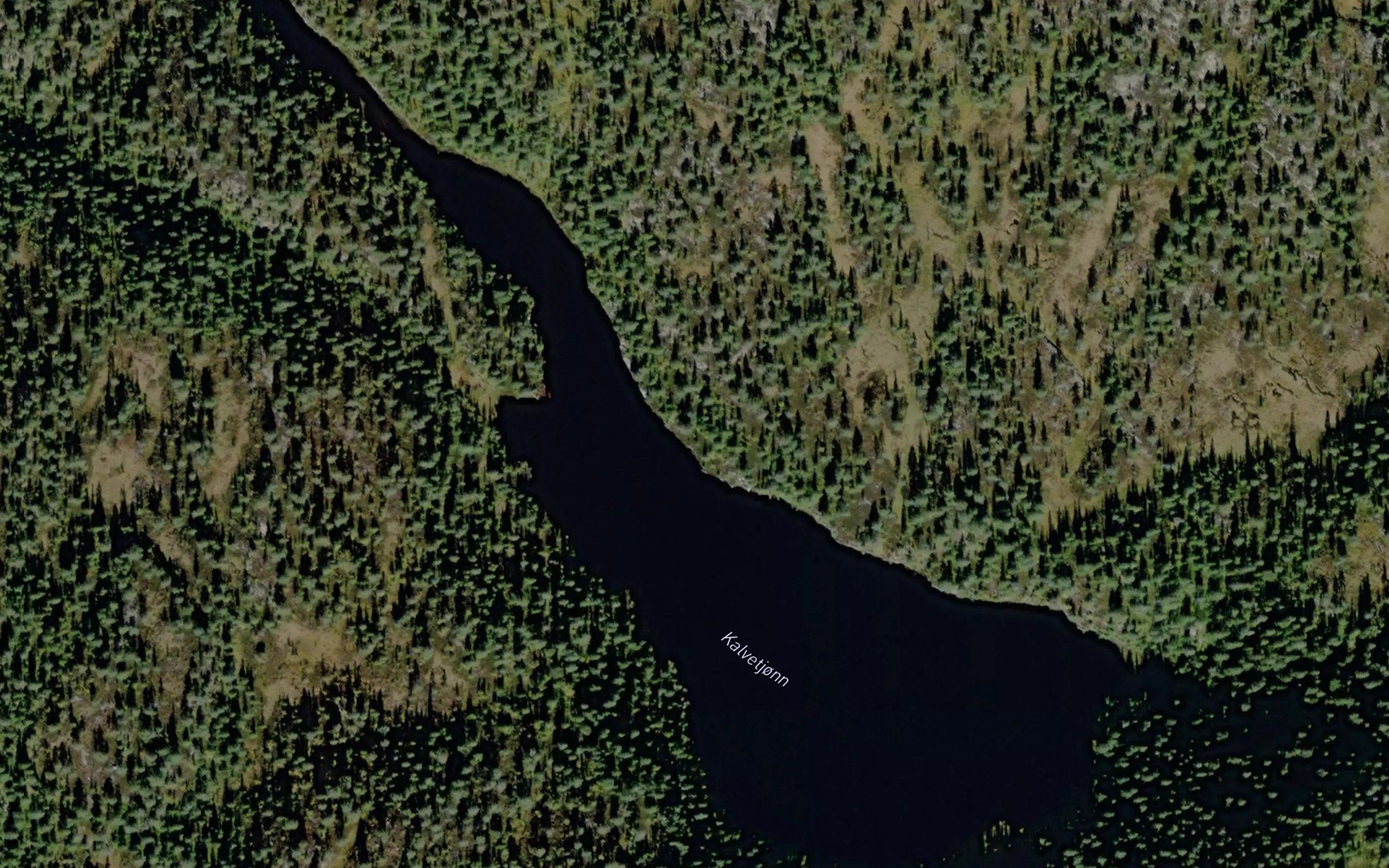 Kalvetjorn