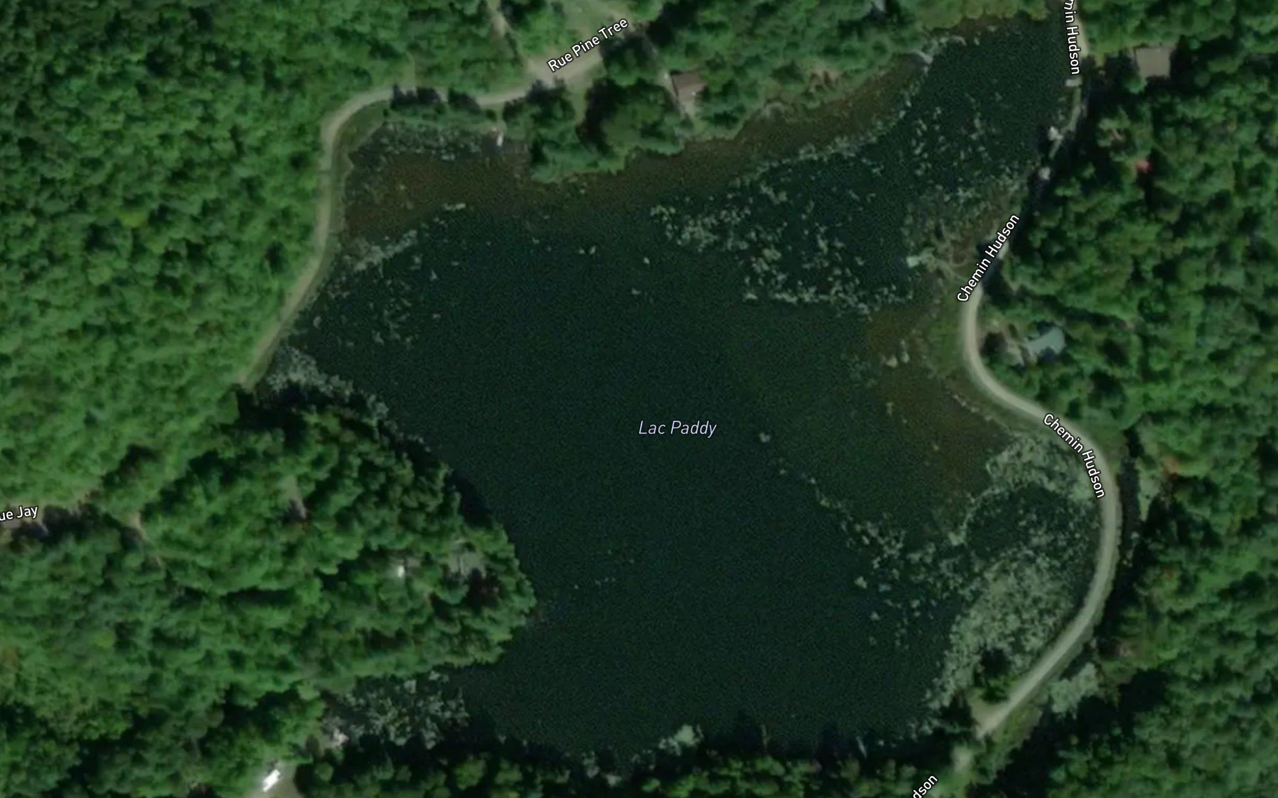 Lac Paddy