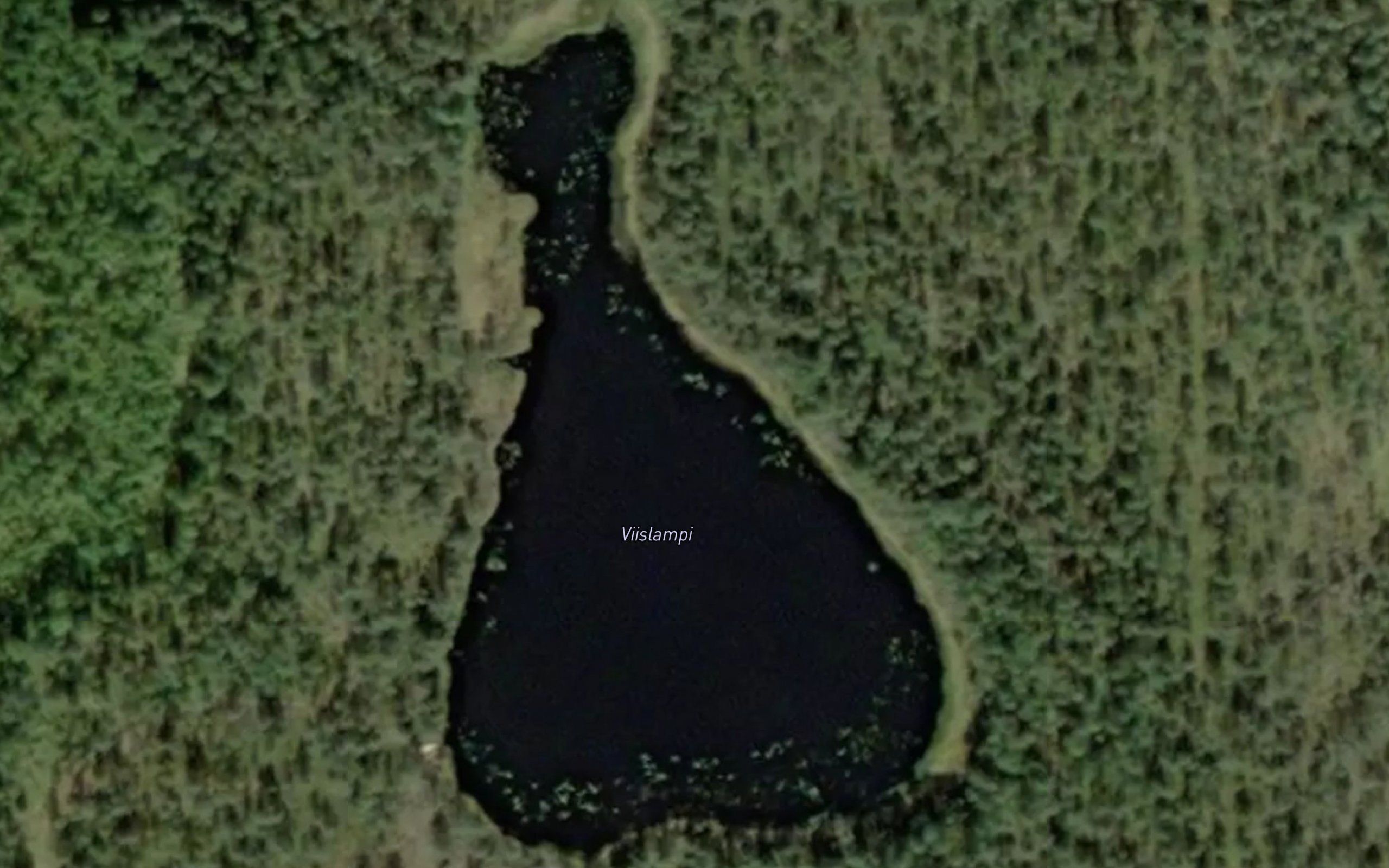 Viislammit