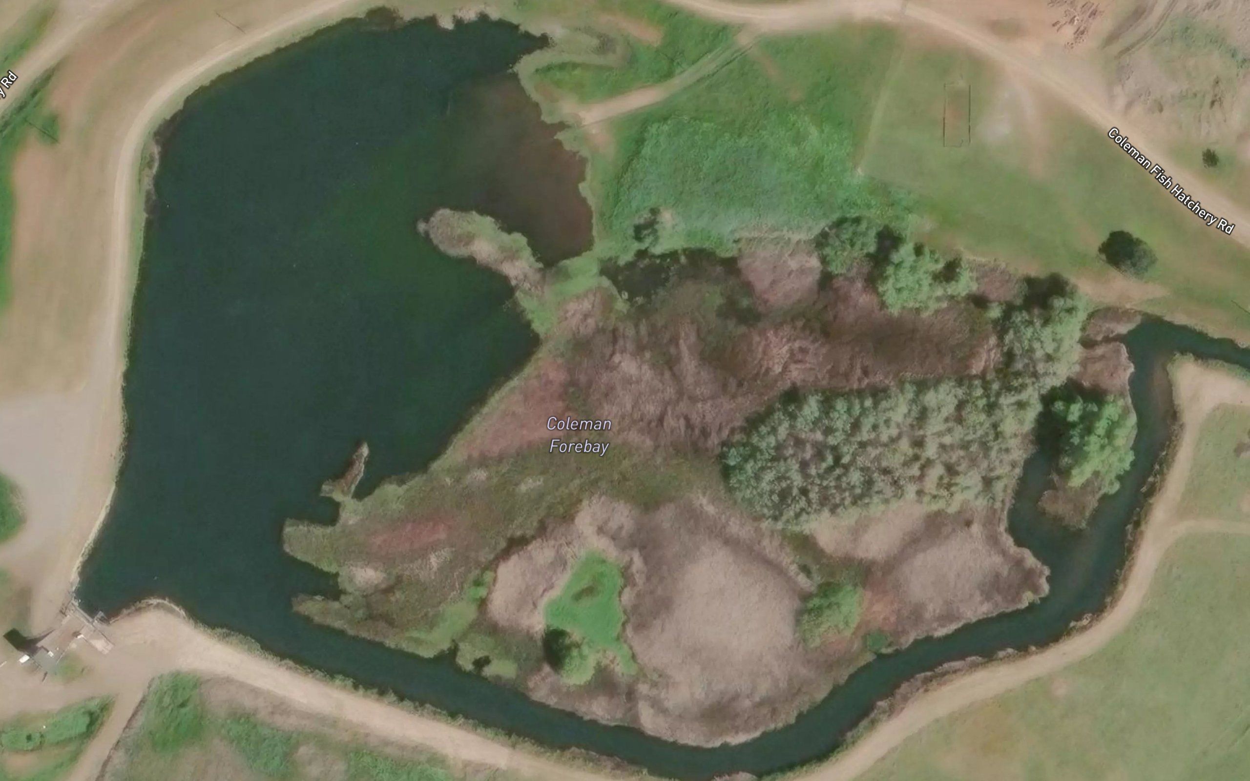 Coleman Forebay