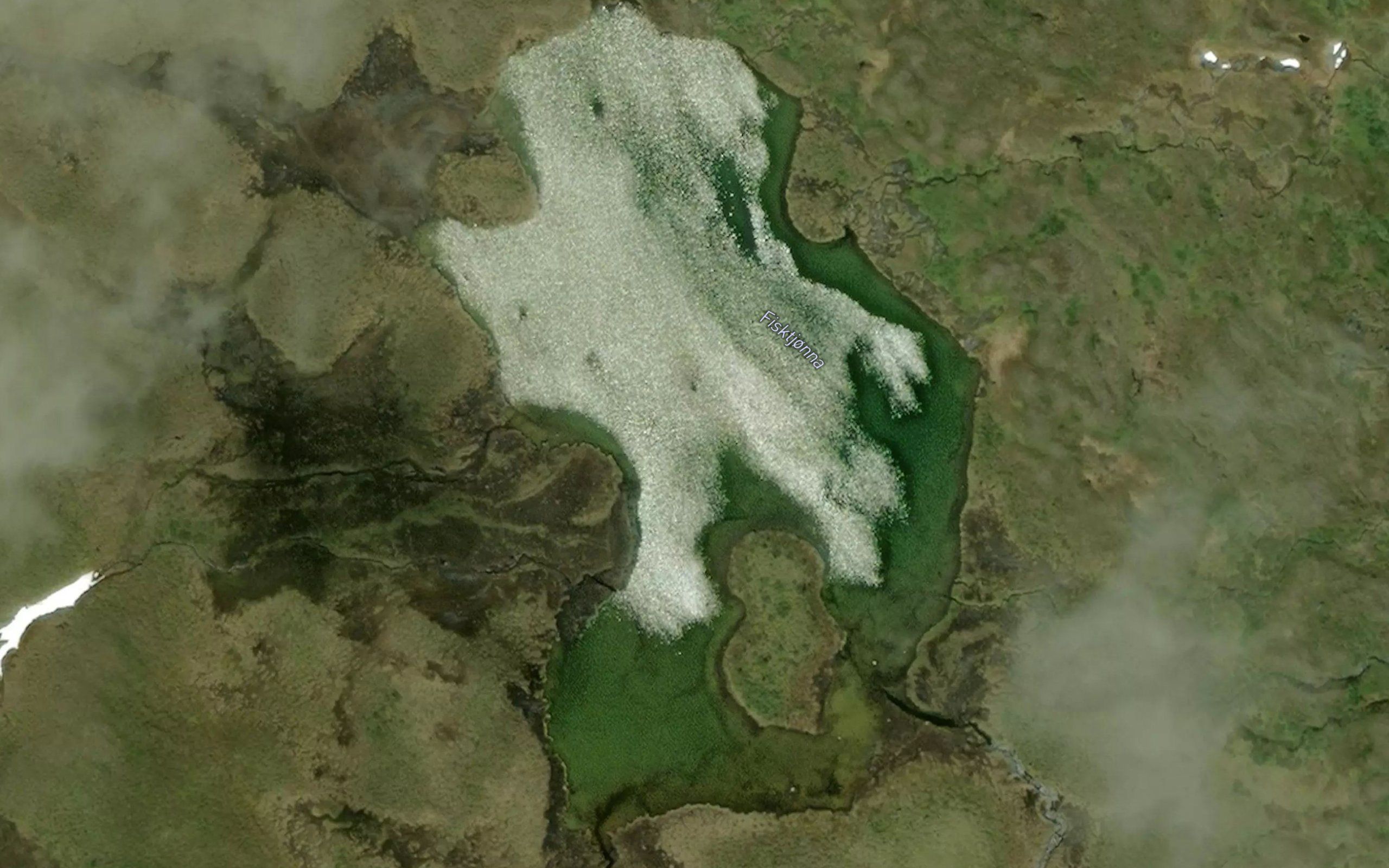 Fisktjorna