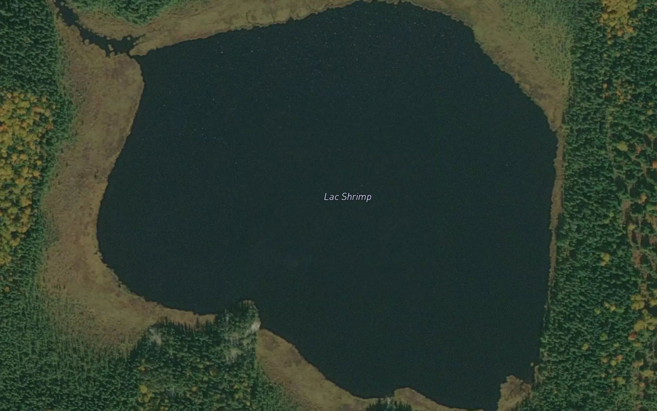 Lac Shrimp