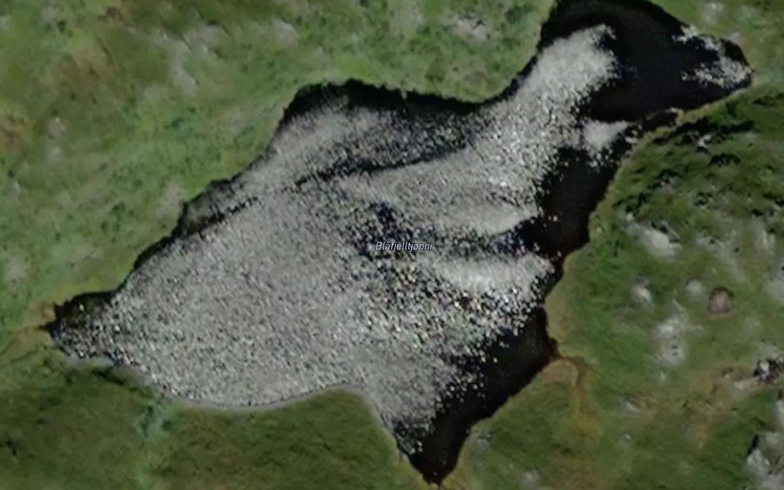 Blafjelltjonni