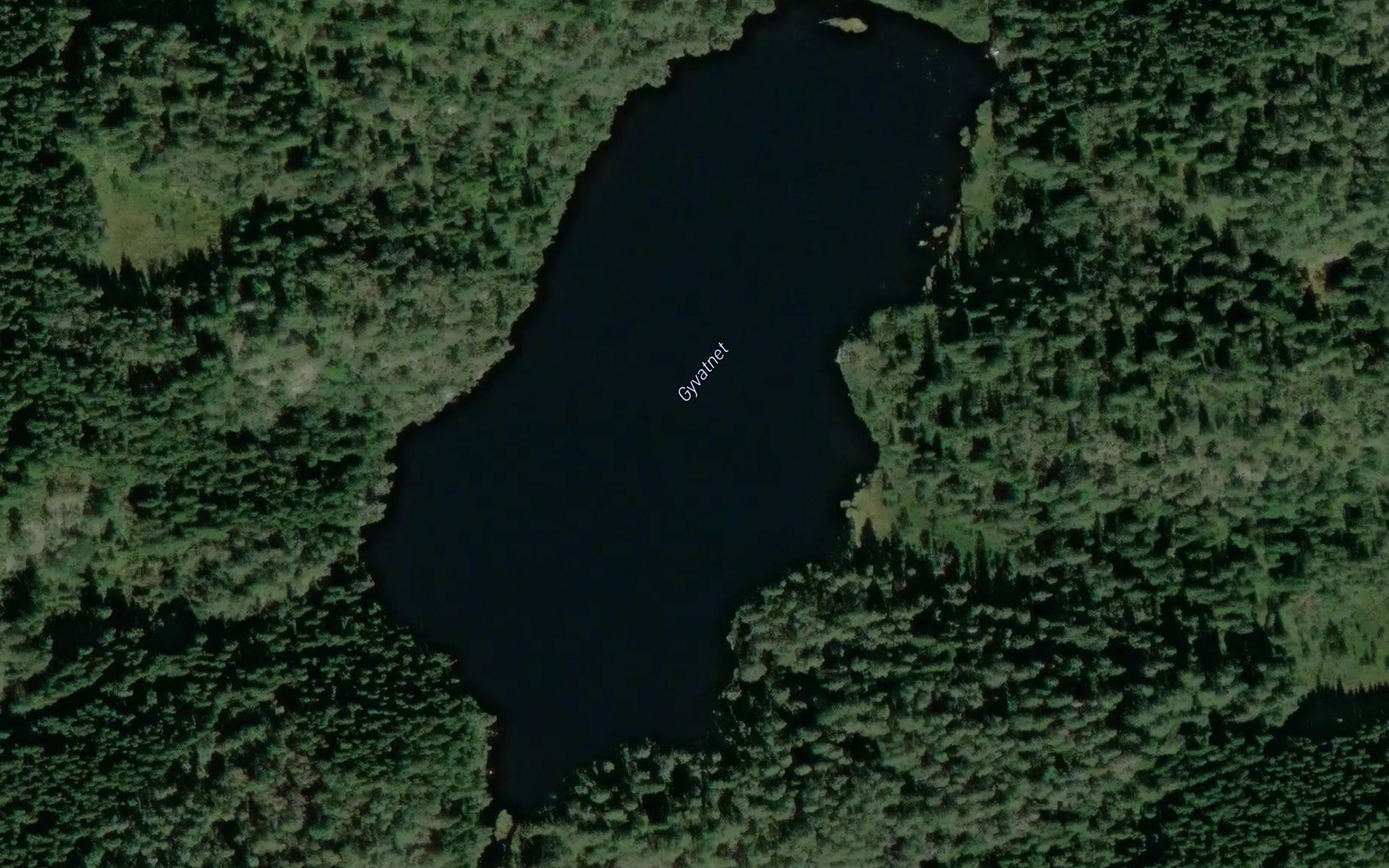 Gyvann