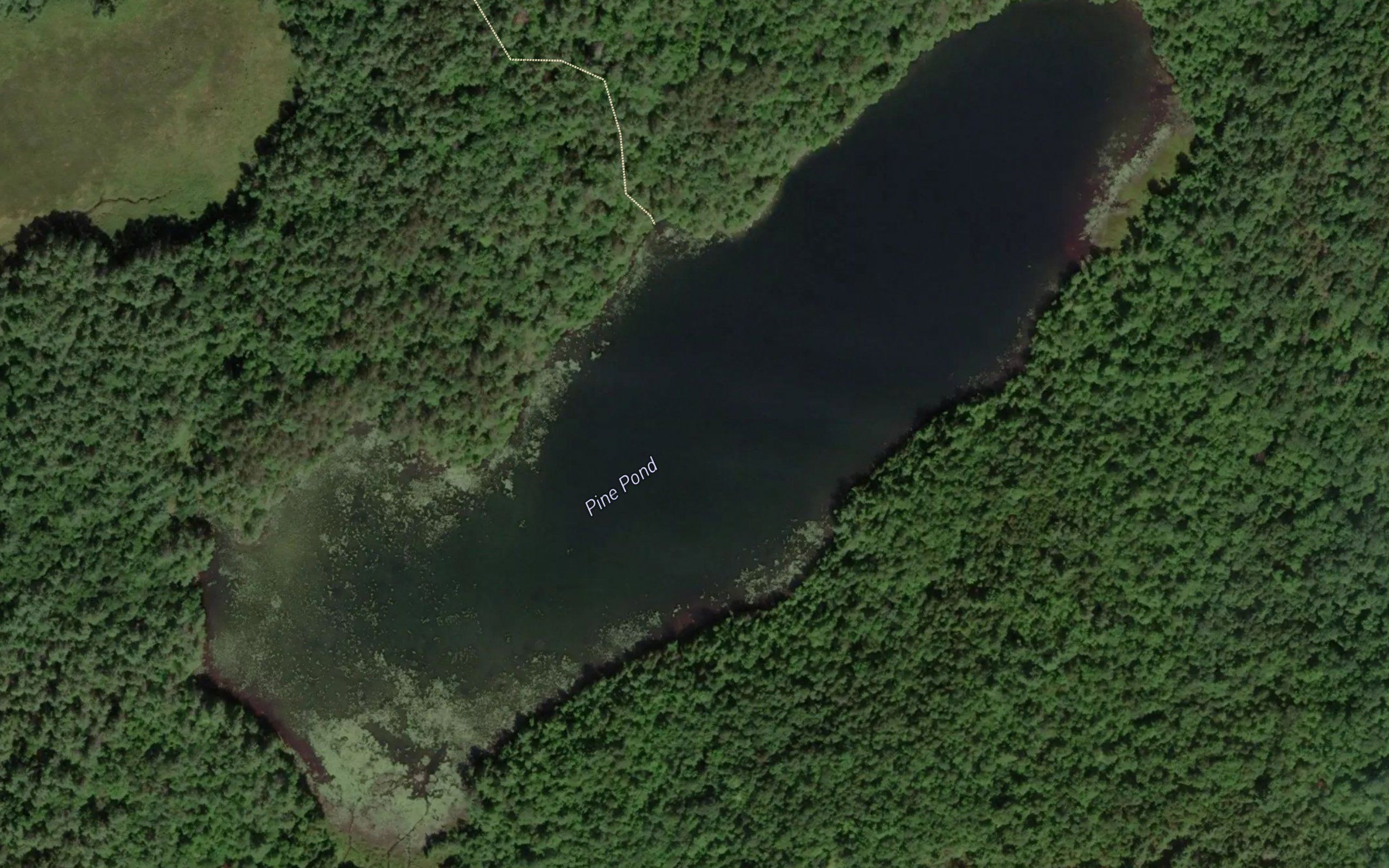 Pine Pond