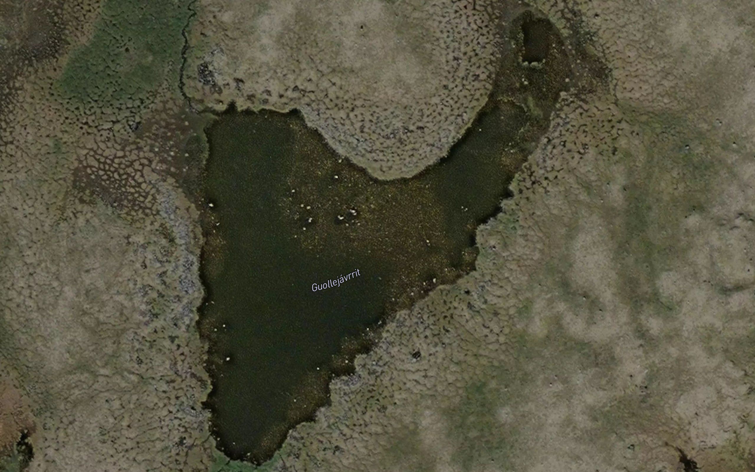 Guollejavrit