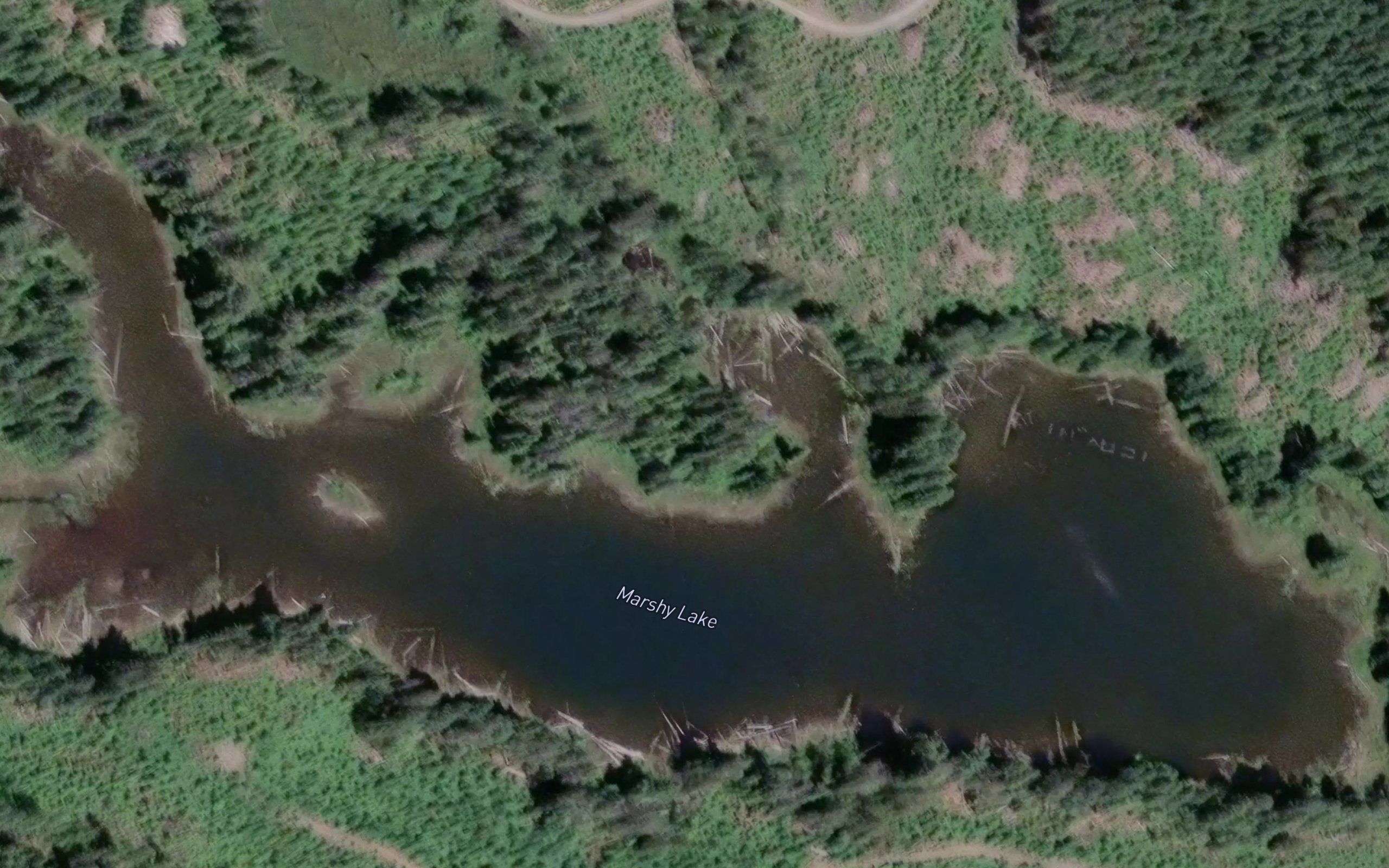 Marshy Lake