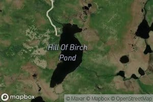 Hill Of Birch Pond
