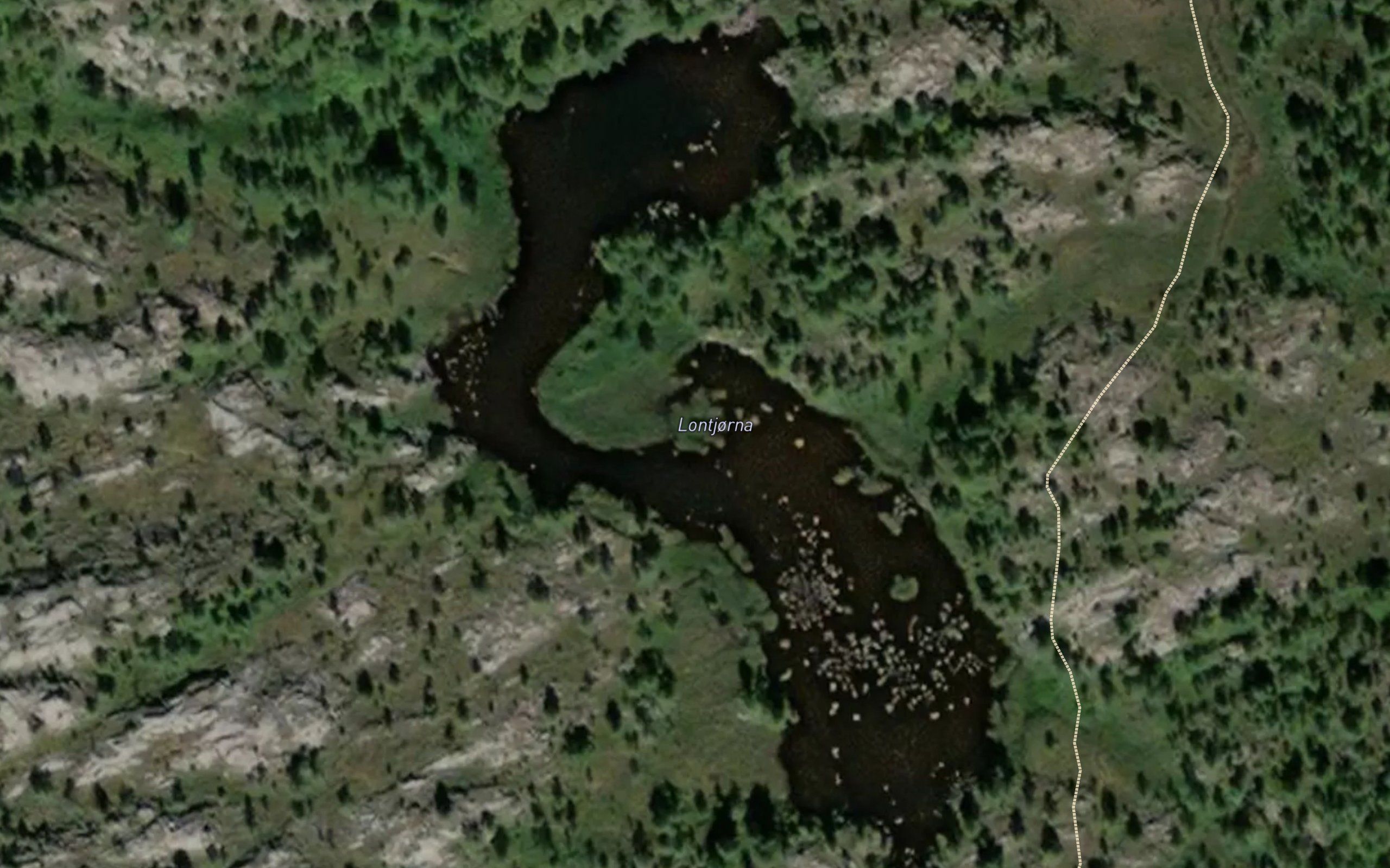 Lontjorna