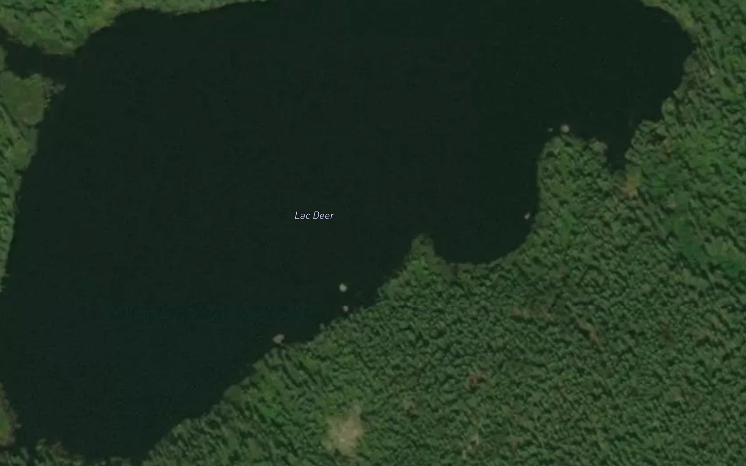 Lac Deer