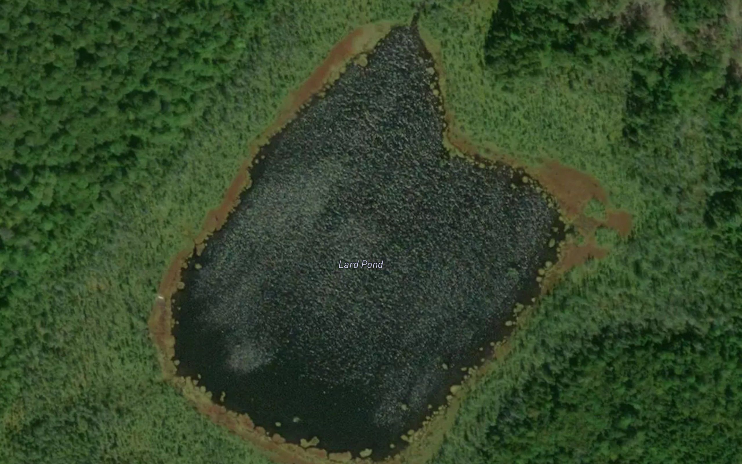 Lard Pond